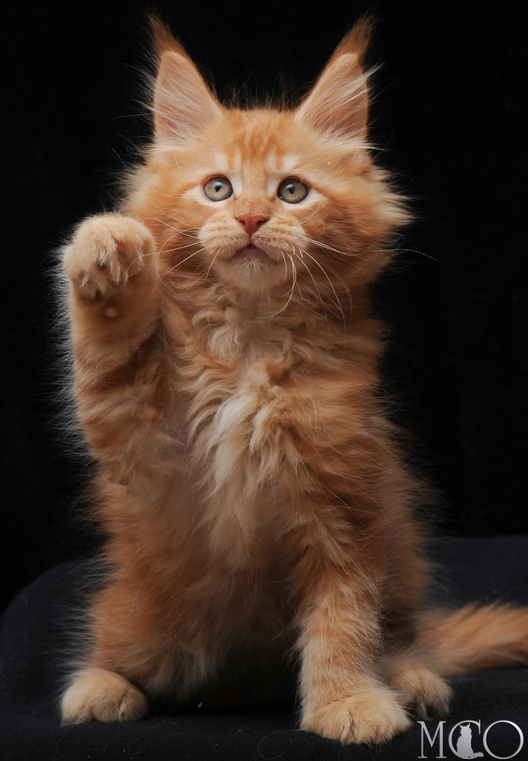 Купить котенка Мейн кун Elegant, d