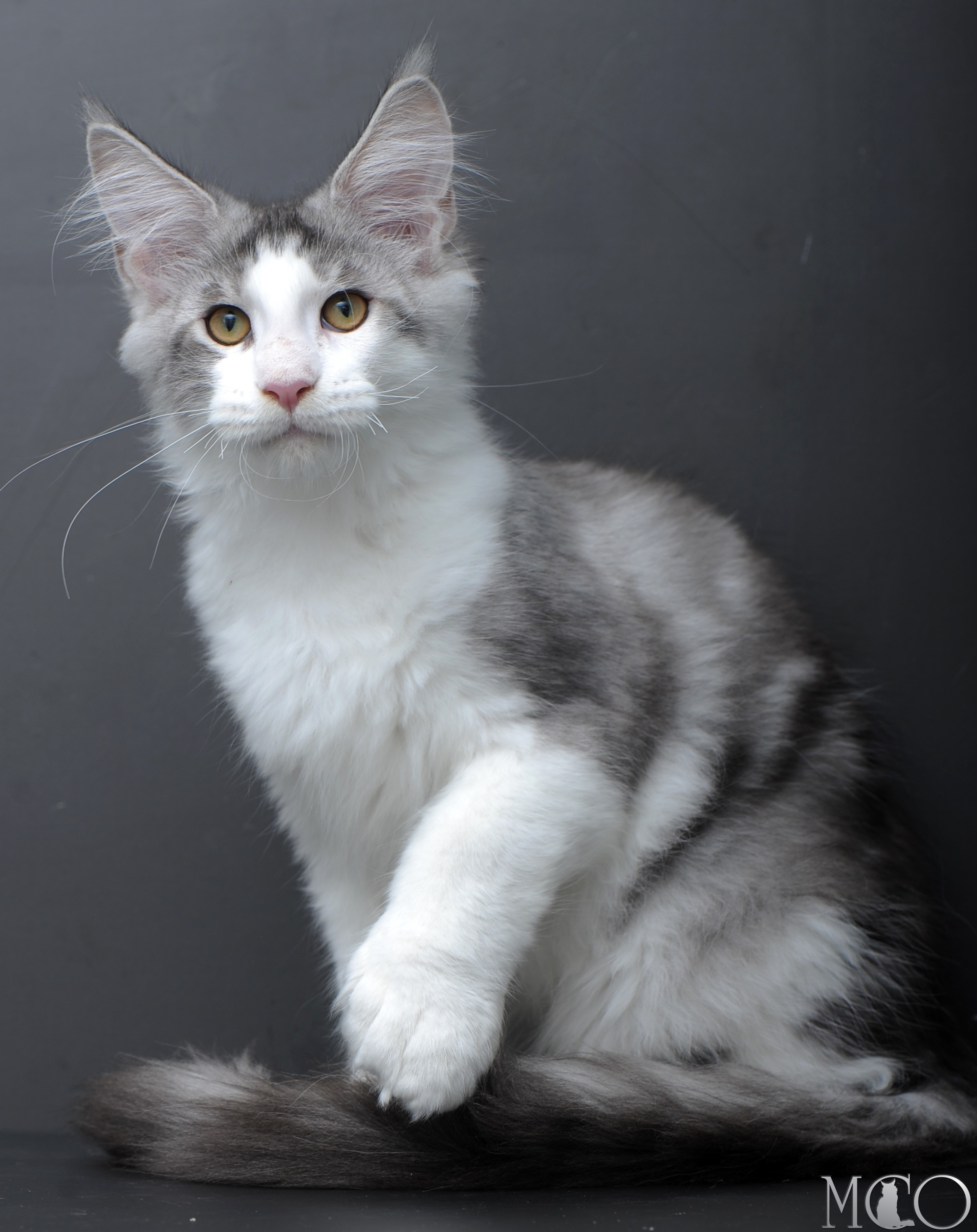 Купить котенка Мейн кун Persey, ns 22 03 