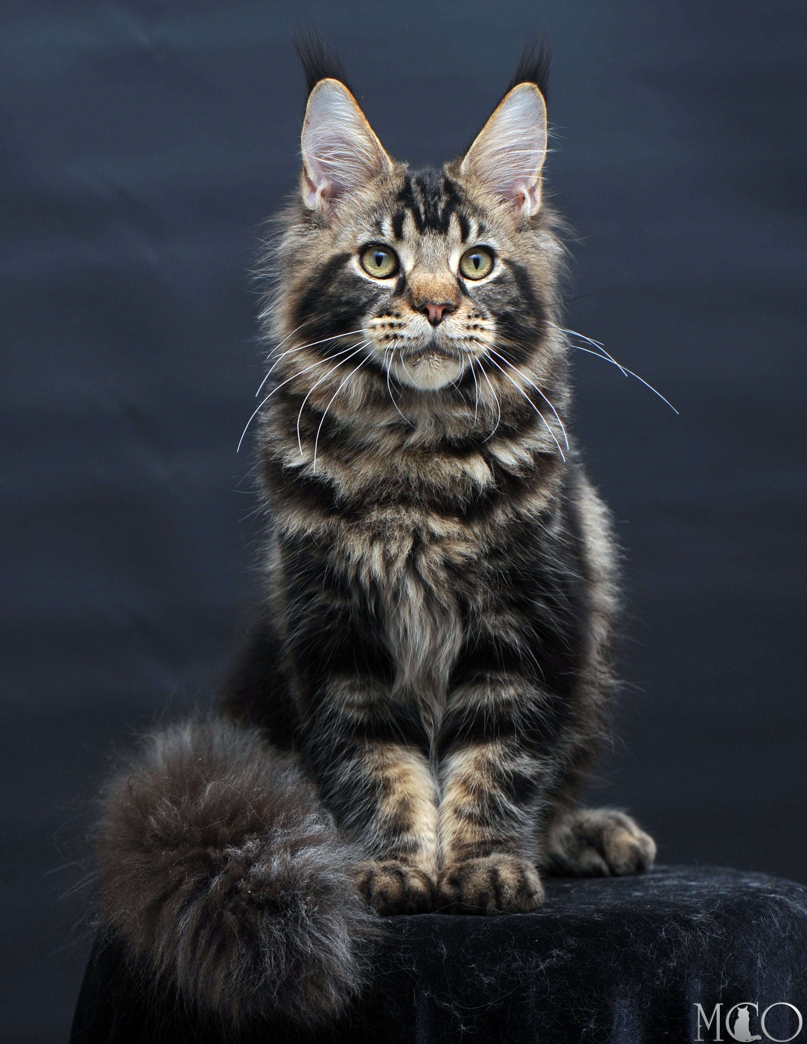 Купить котенка Мейн кун Elvis, n 22