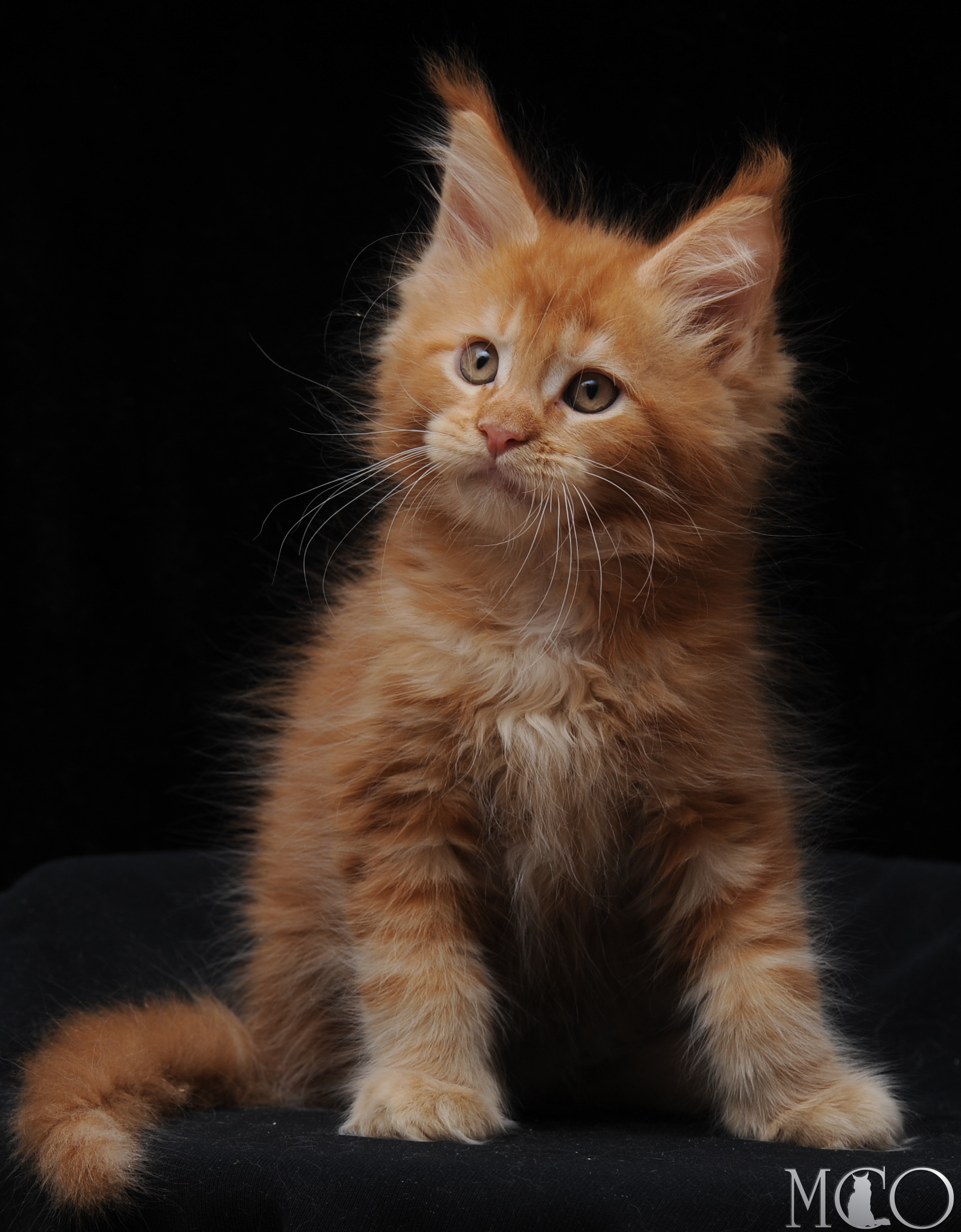 Купить котенка Мейн кун Eddy, d