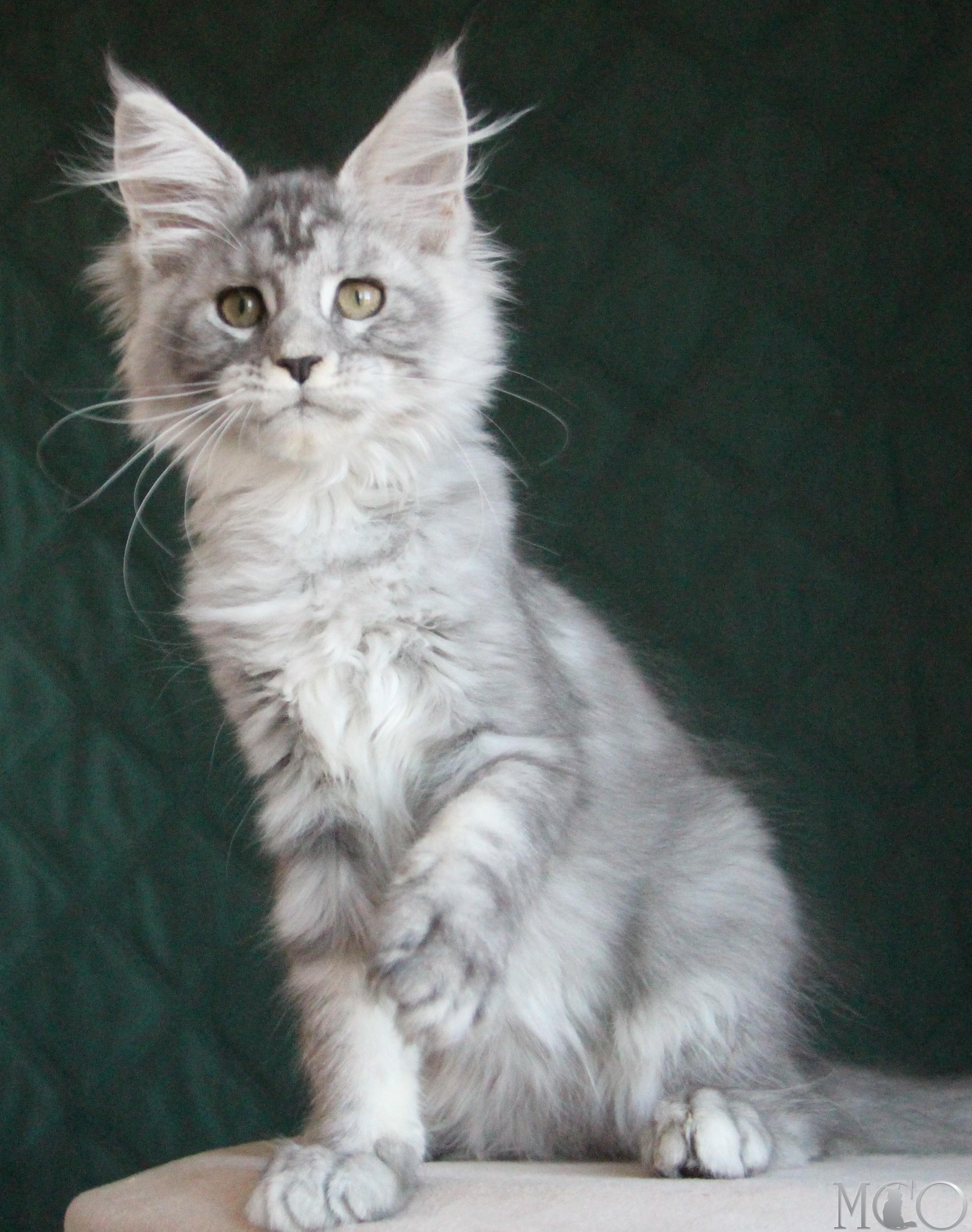 Купить котенка Мейн кун Clea, as 22