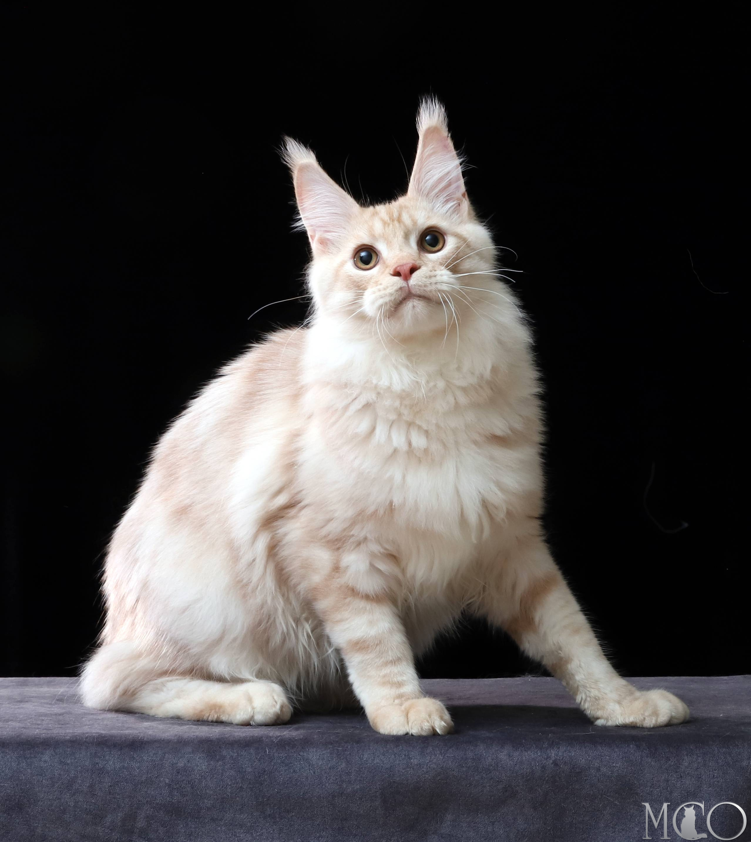 Купить котенка Мейн кун Quiller, es 22