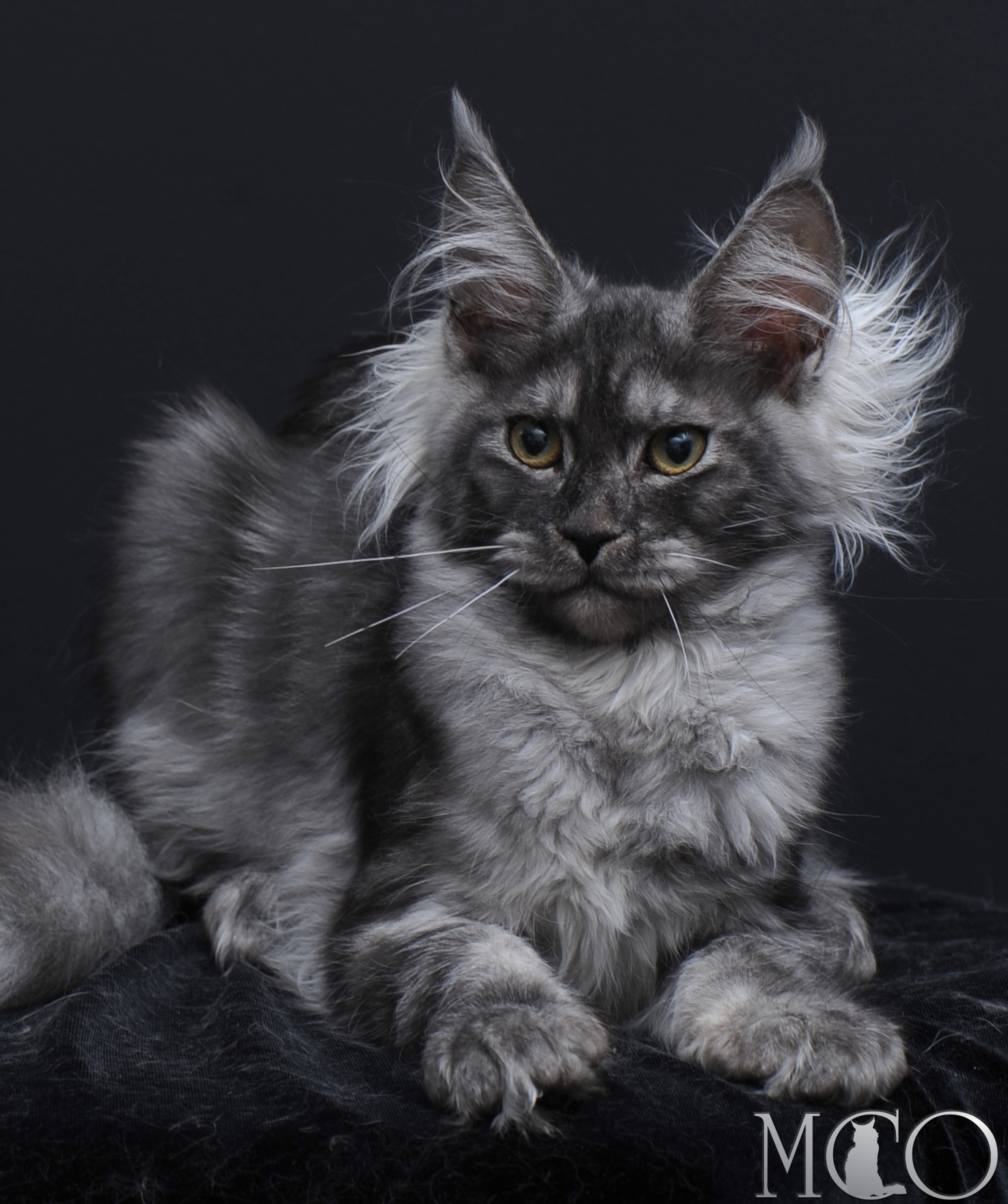 Купить котенка Мейн кун Sabrina, ns