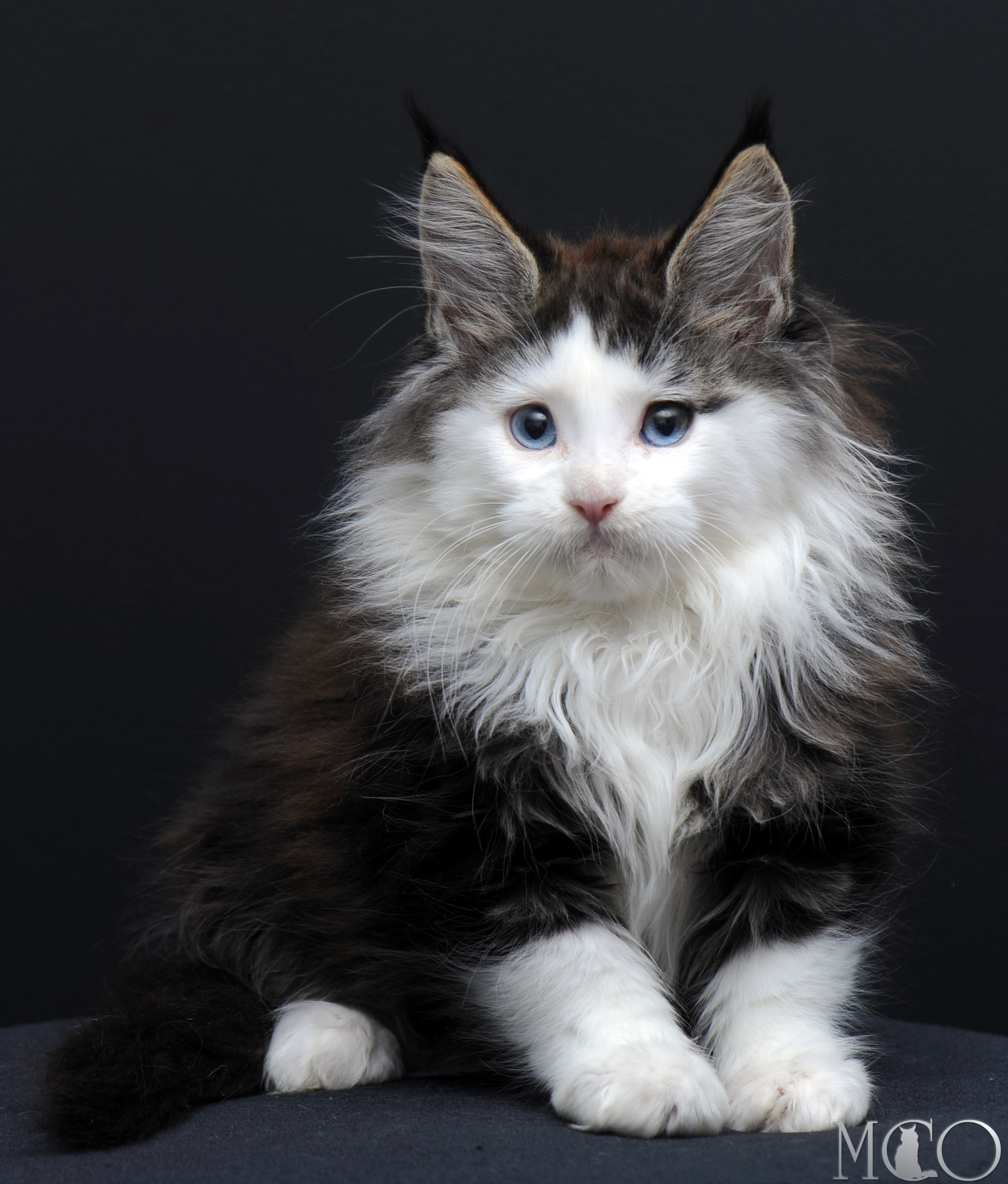 Купить котенка Мейн кун Vesta (Голубоглазая), n2203