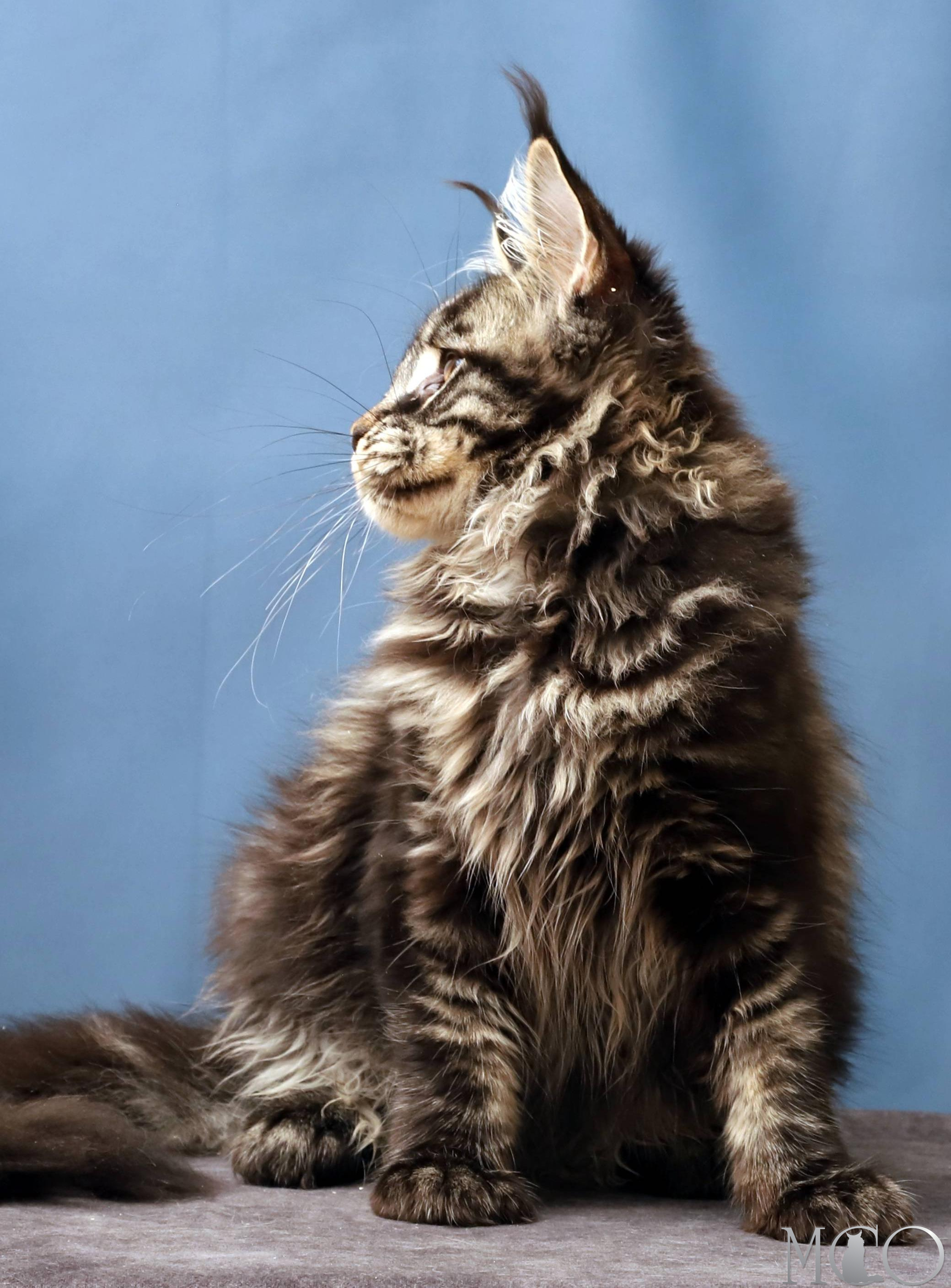 Купить котенка Мейн кун Chara, n 22