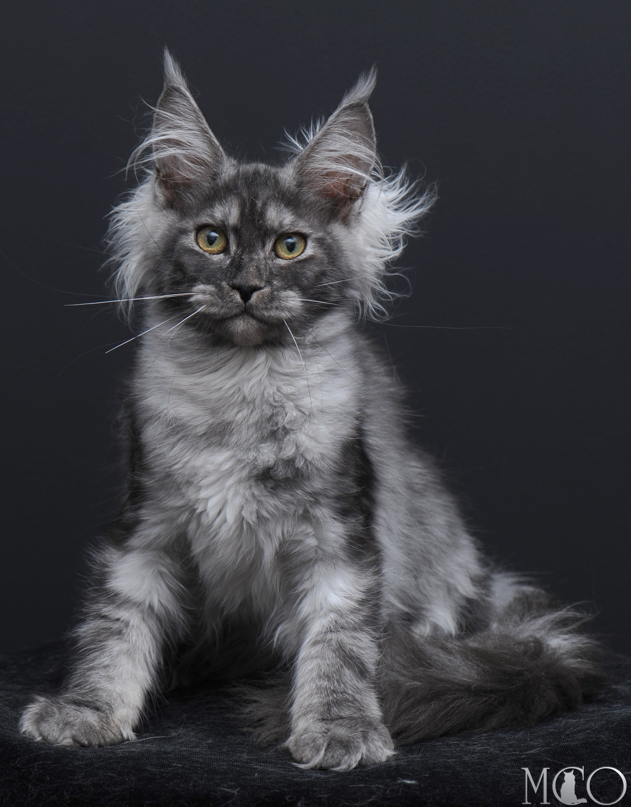 Купить котенка Мейн кун Sabrina, ns