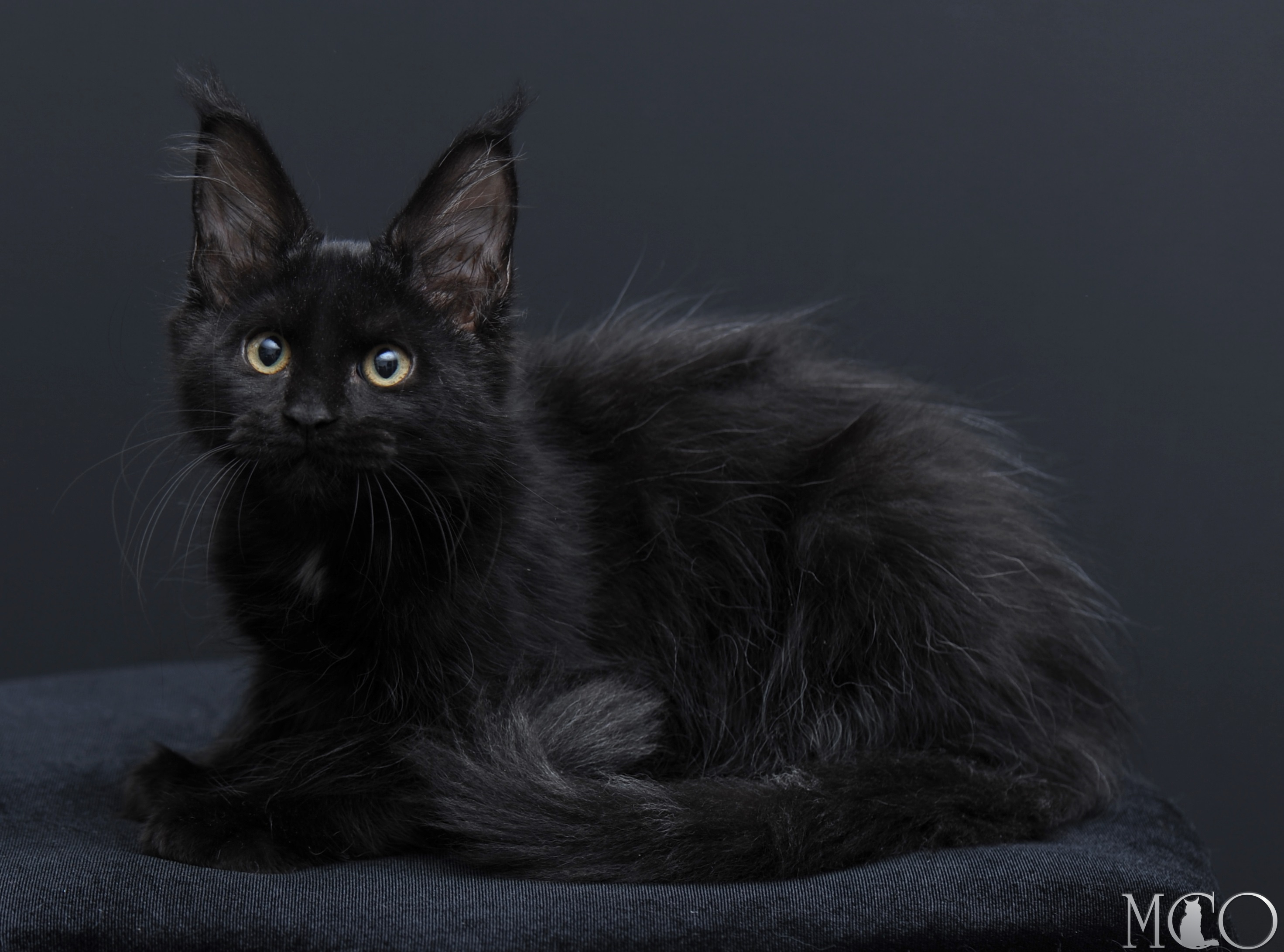 Купить котенка Мейн кун Bella	, n 09