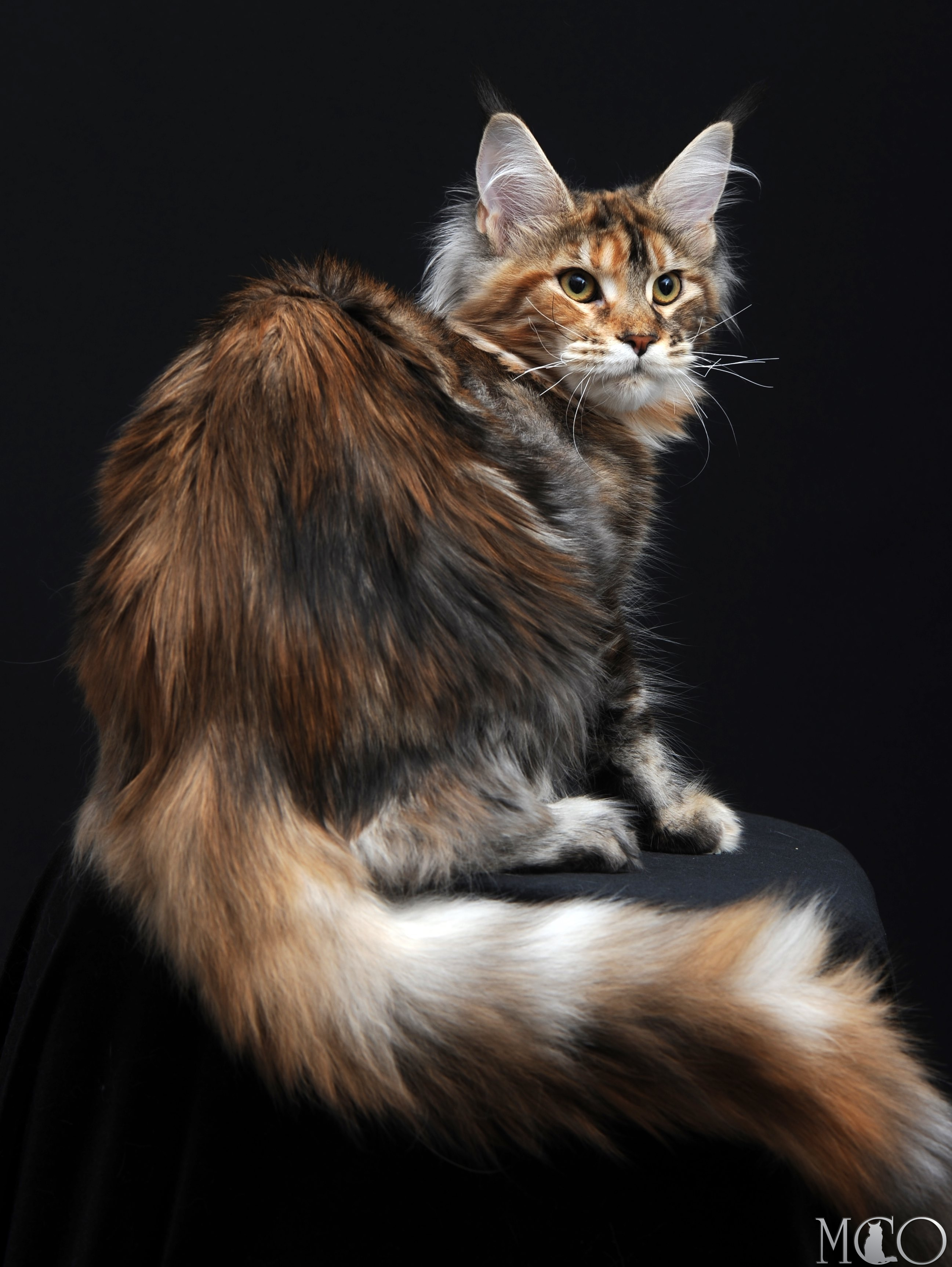 Купить котенка Мейн кун Quilla, fs22 