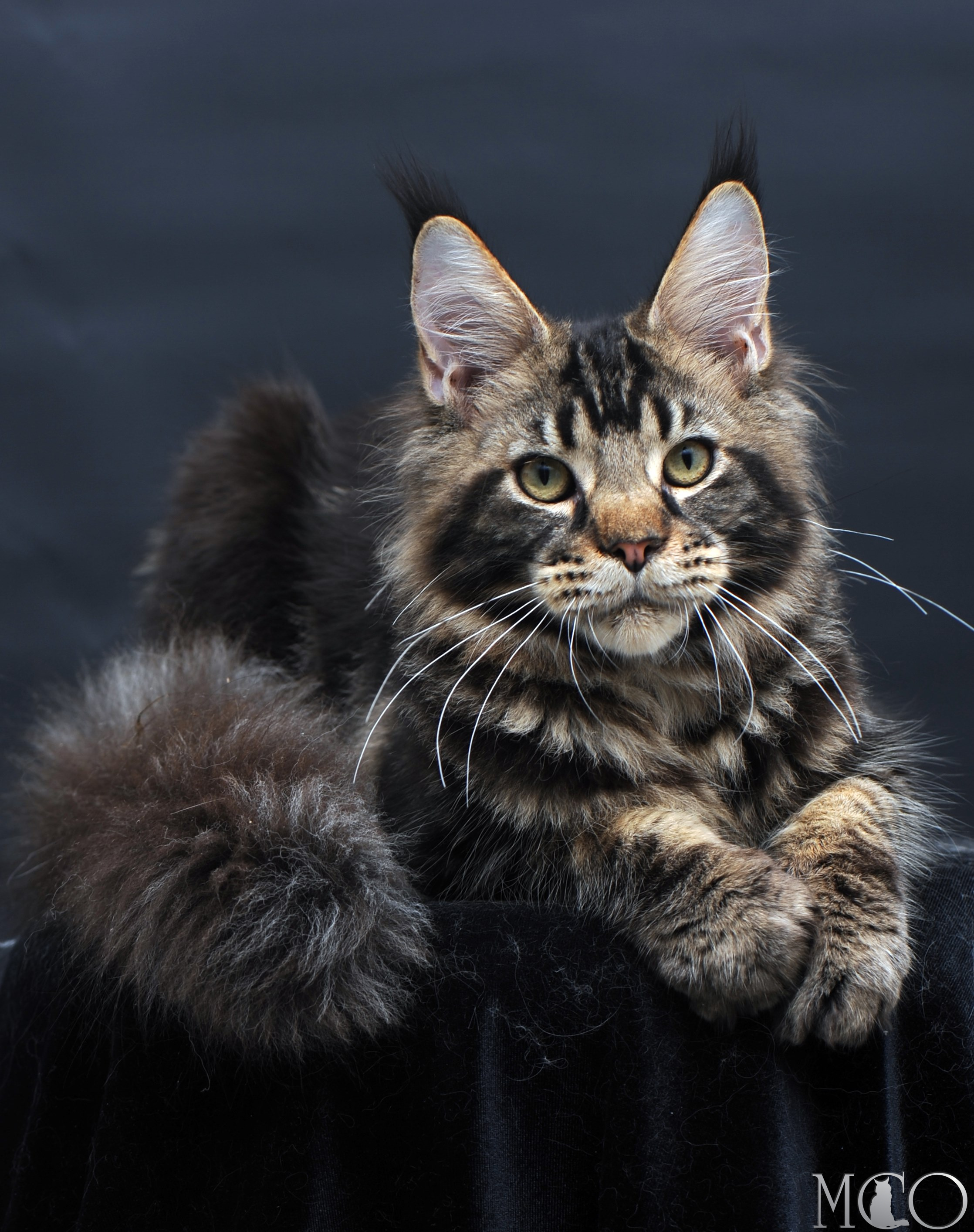 Купить котенка Мейн кун Elvis, n 22