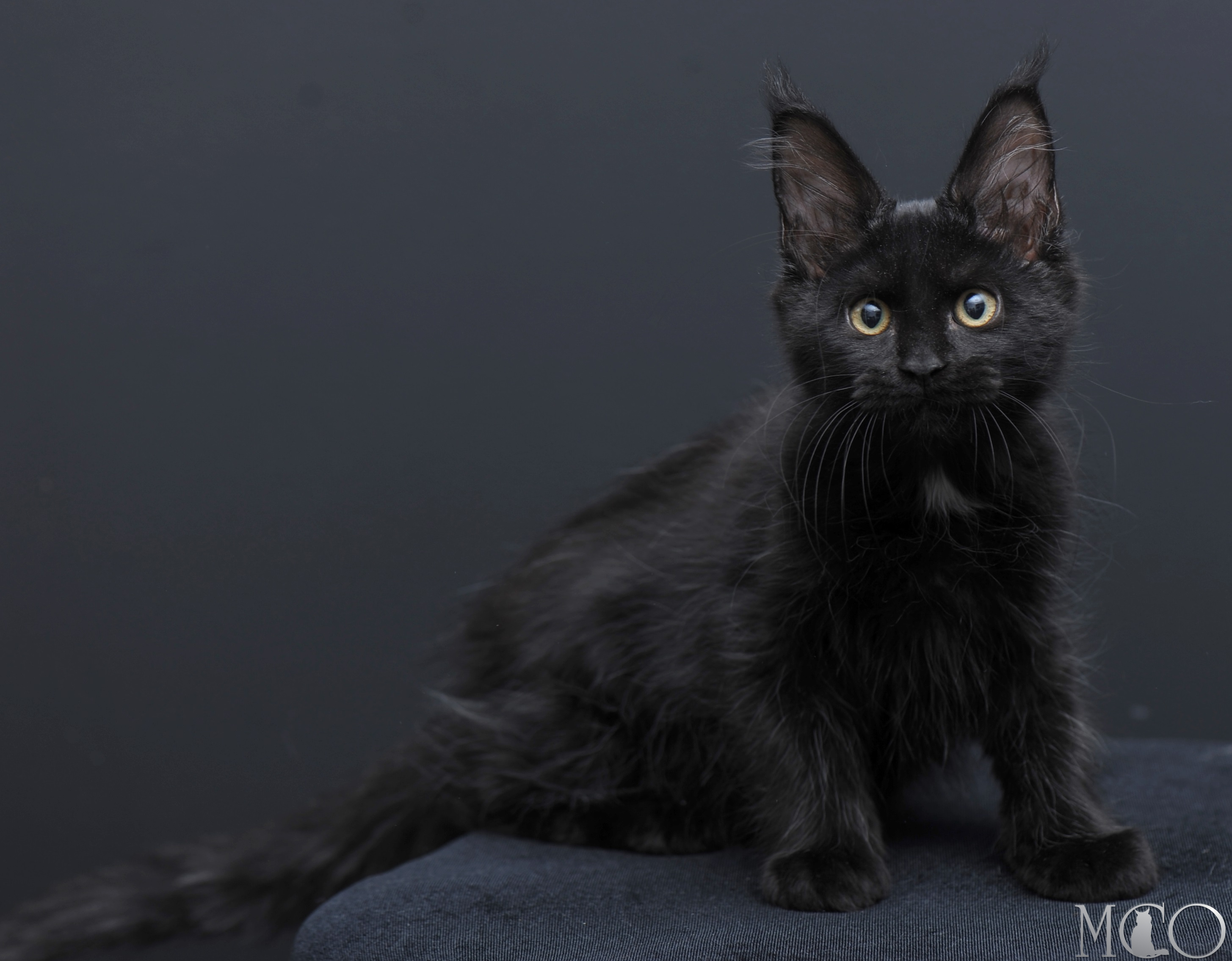 Купить котенка Мейн кун Bella	, n 09