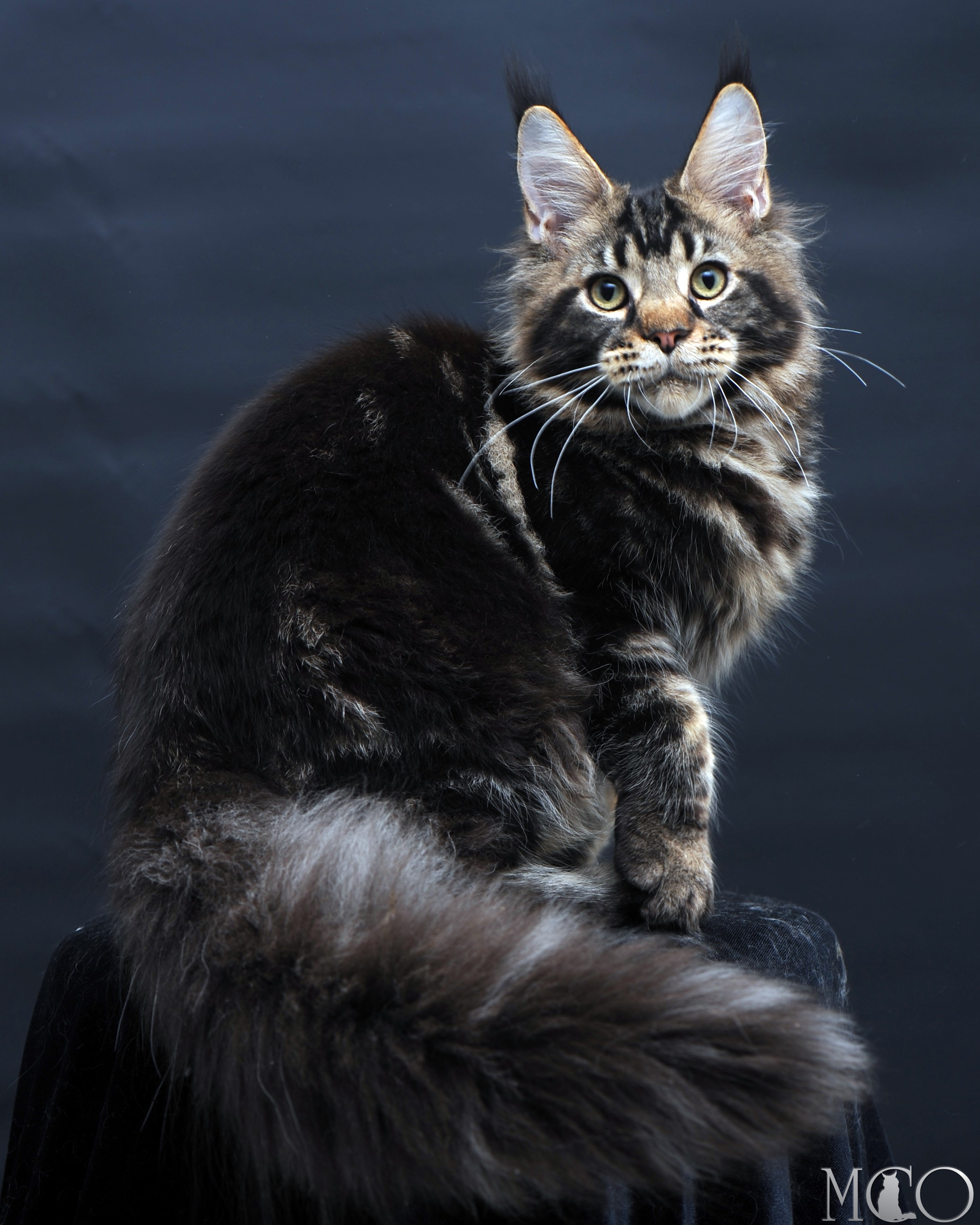 Купить котенка Мейн кун Elvis, n 22