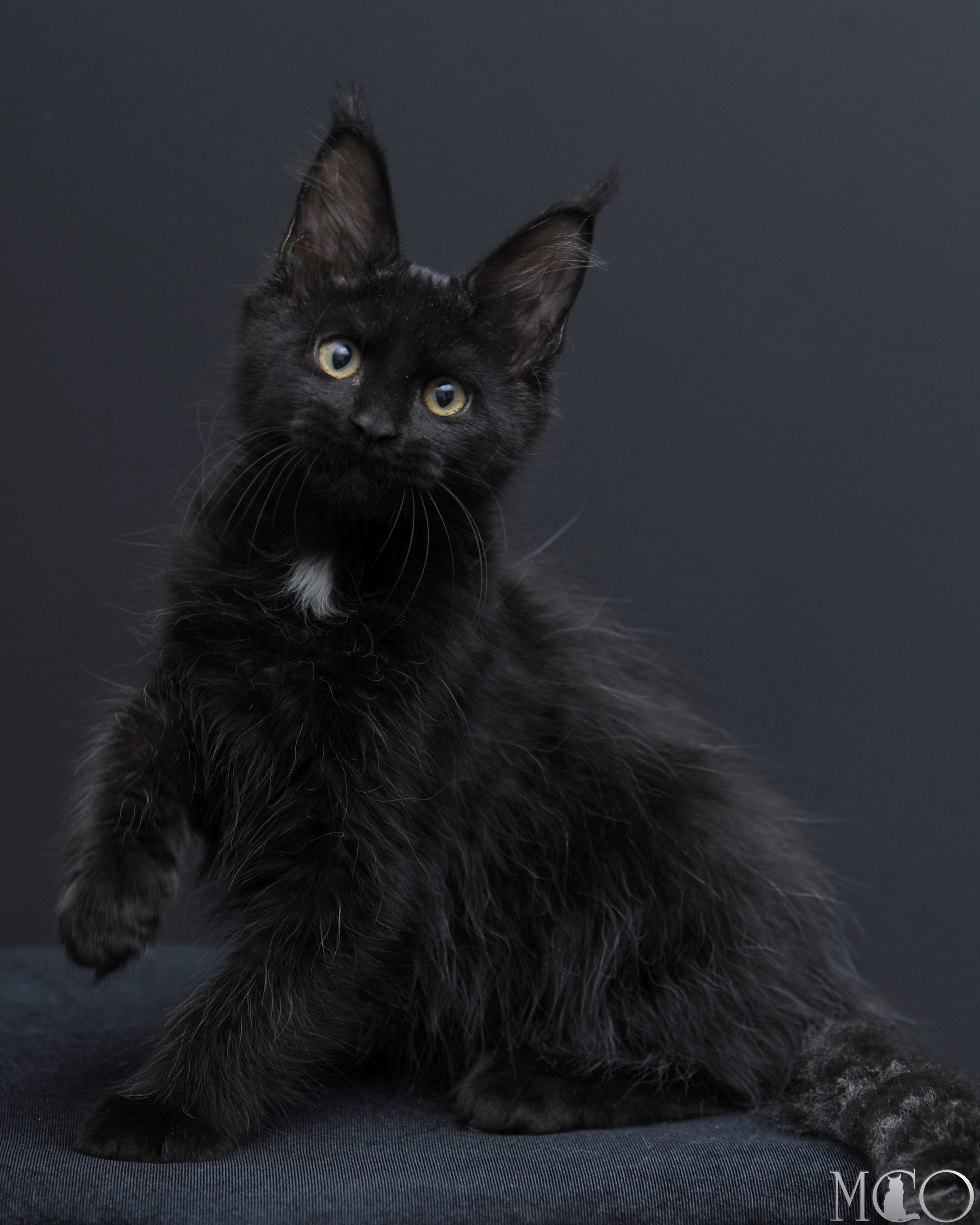 Купить котенка Мейн кун Bella	, n 09