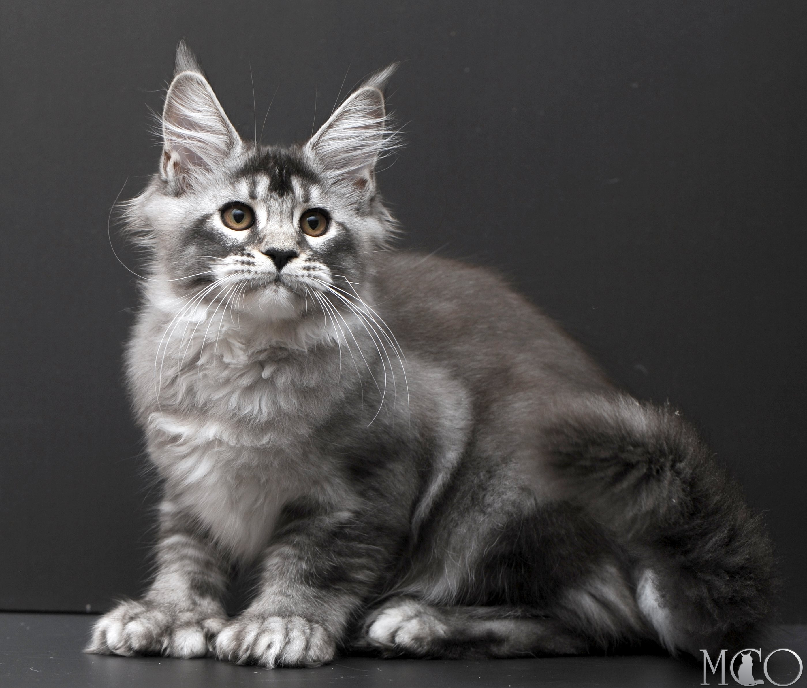 Купить котенка Мейн кун Kiana, ns 25