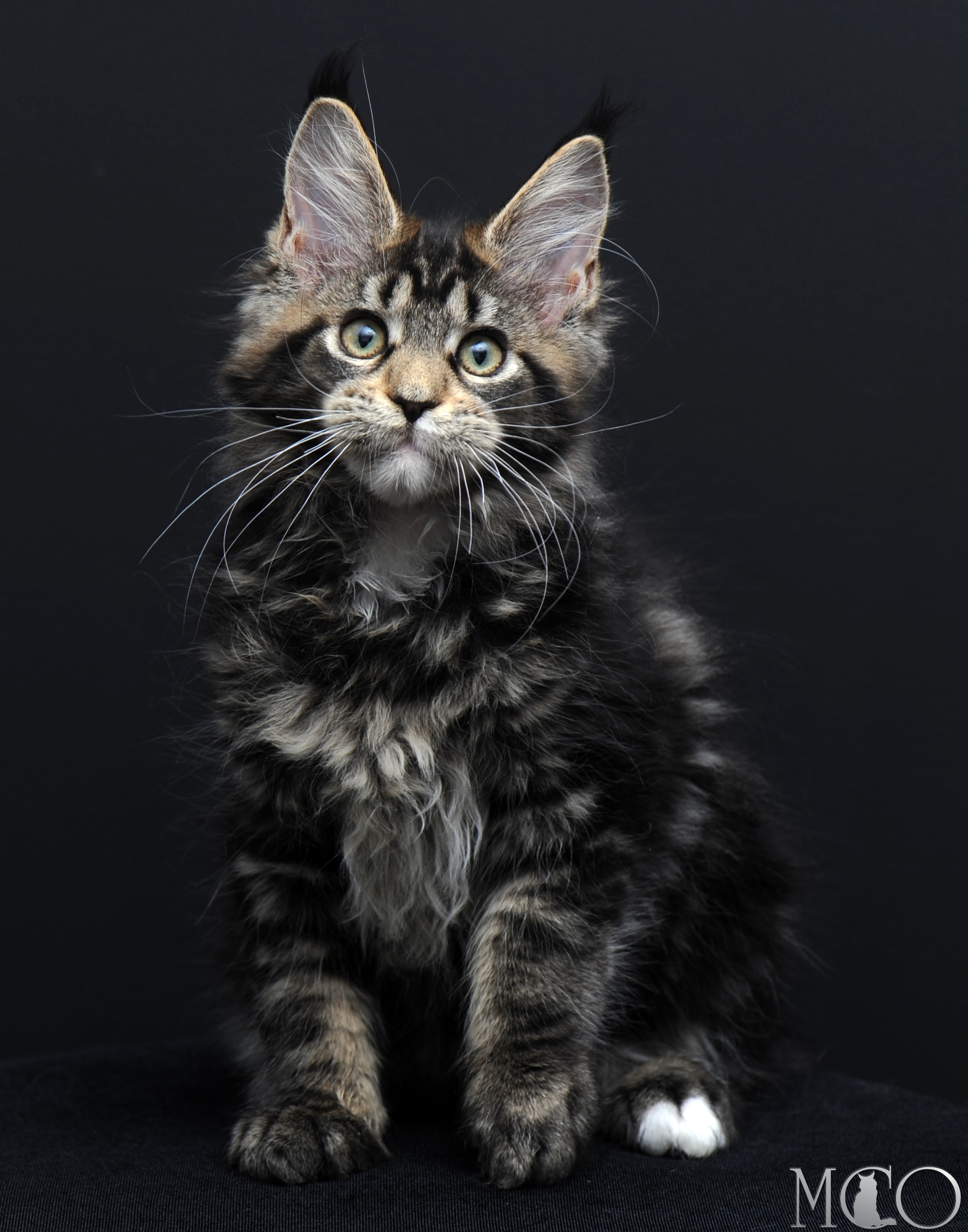 Купить котенка Мейн кун Babita, n 2209