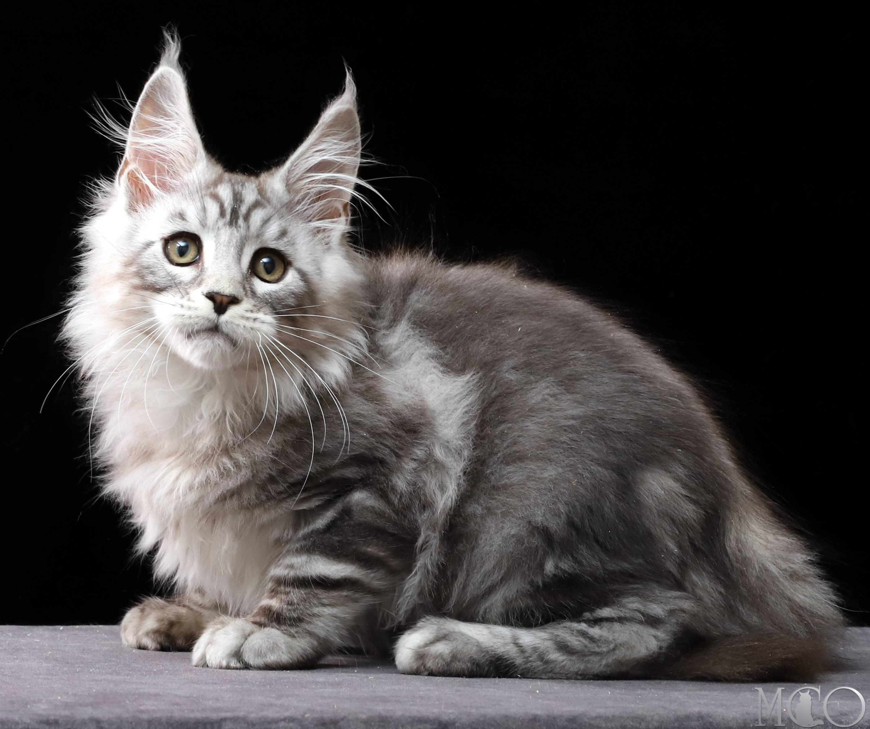Купить котенка Мейн кун Darwin, ns 22