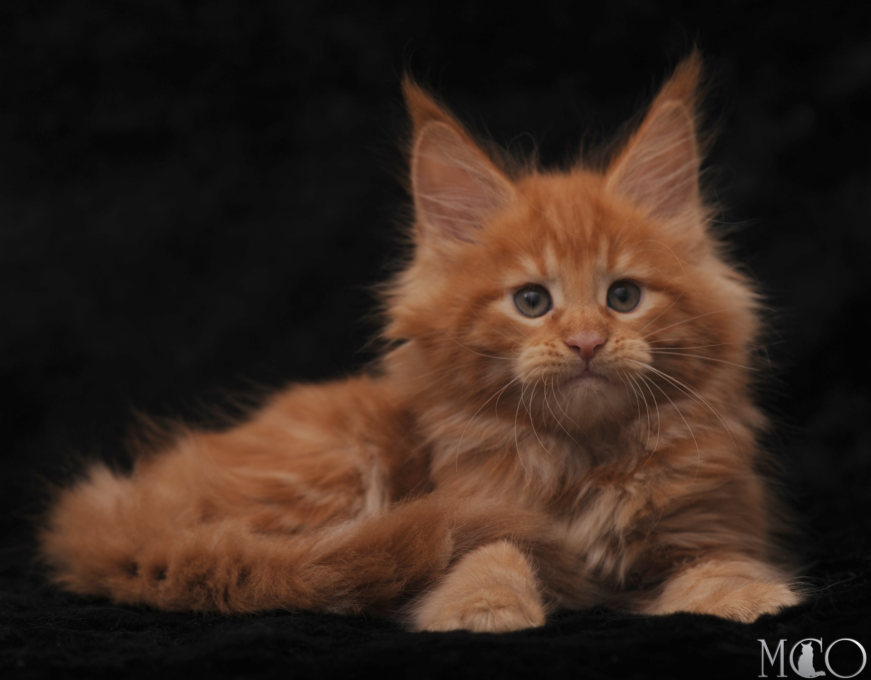 Купить котенка Мейн кун Stafy, d красный солид 