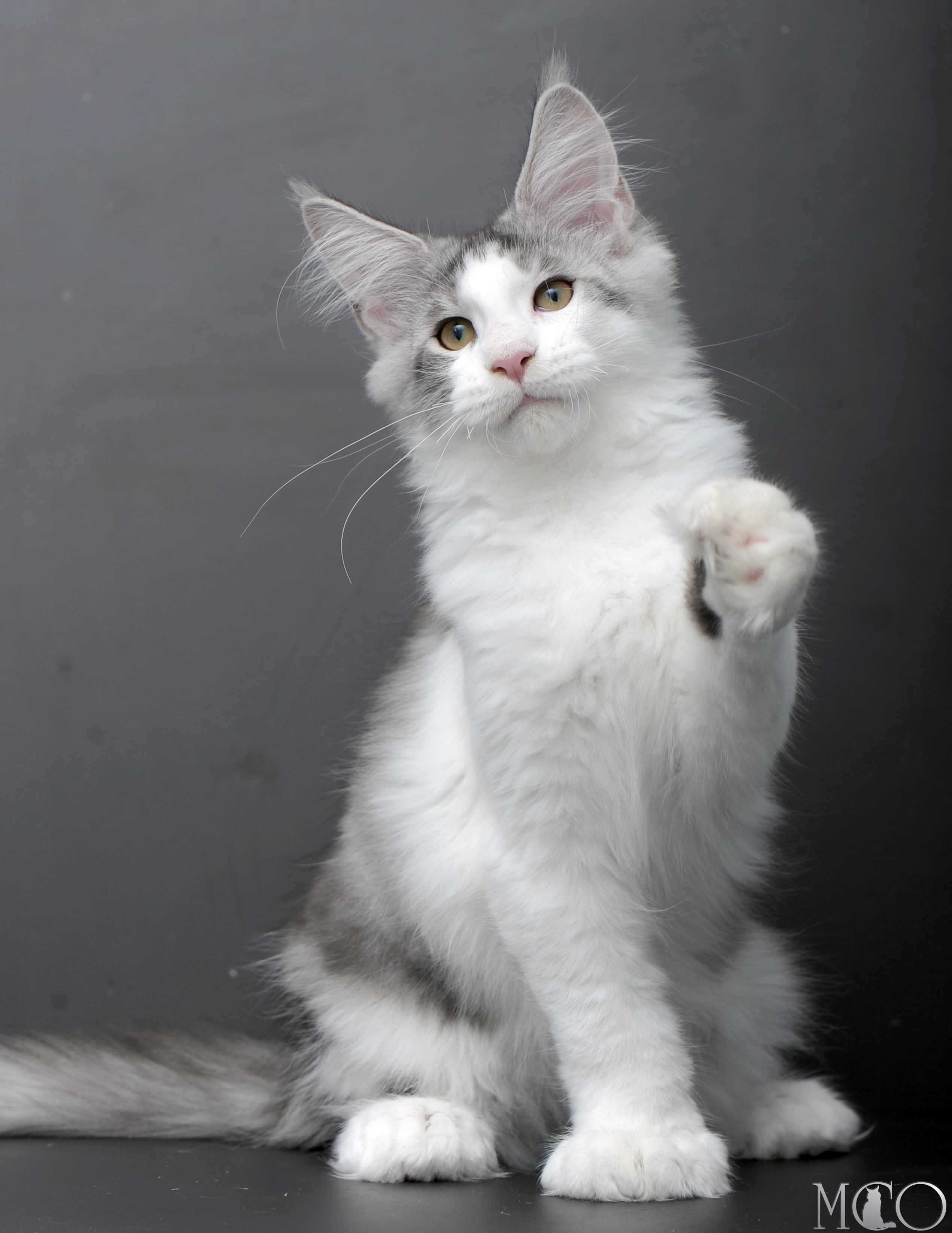 Купить котенка Мейн кун Persey, ns 22 03 