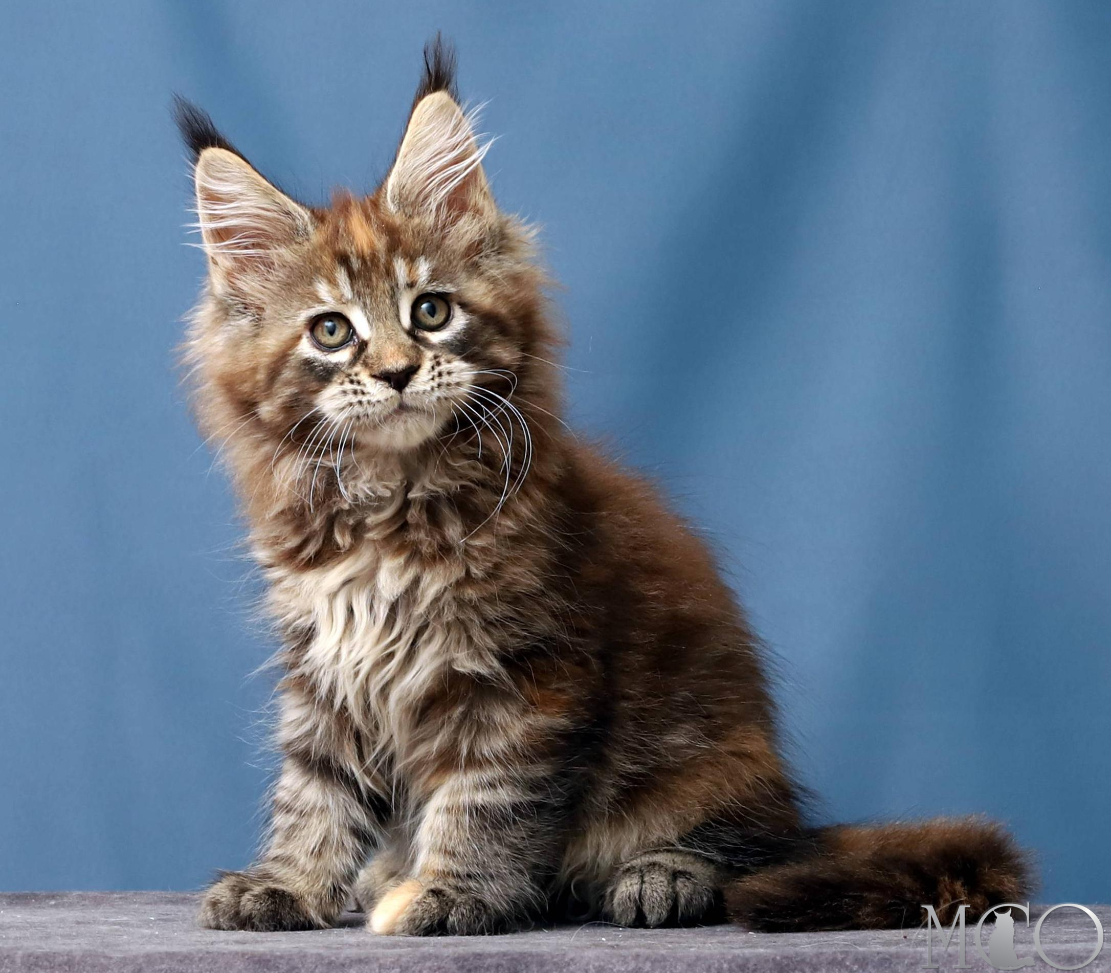 Купить котенка Мейн кун Hanna, f 22