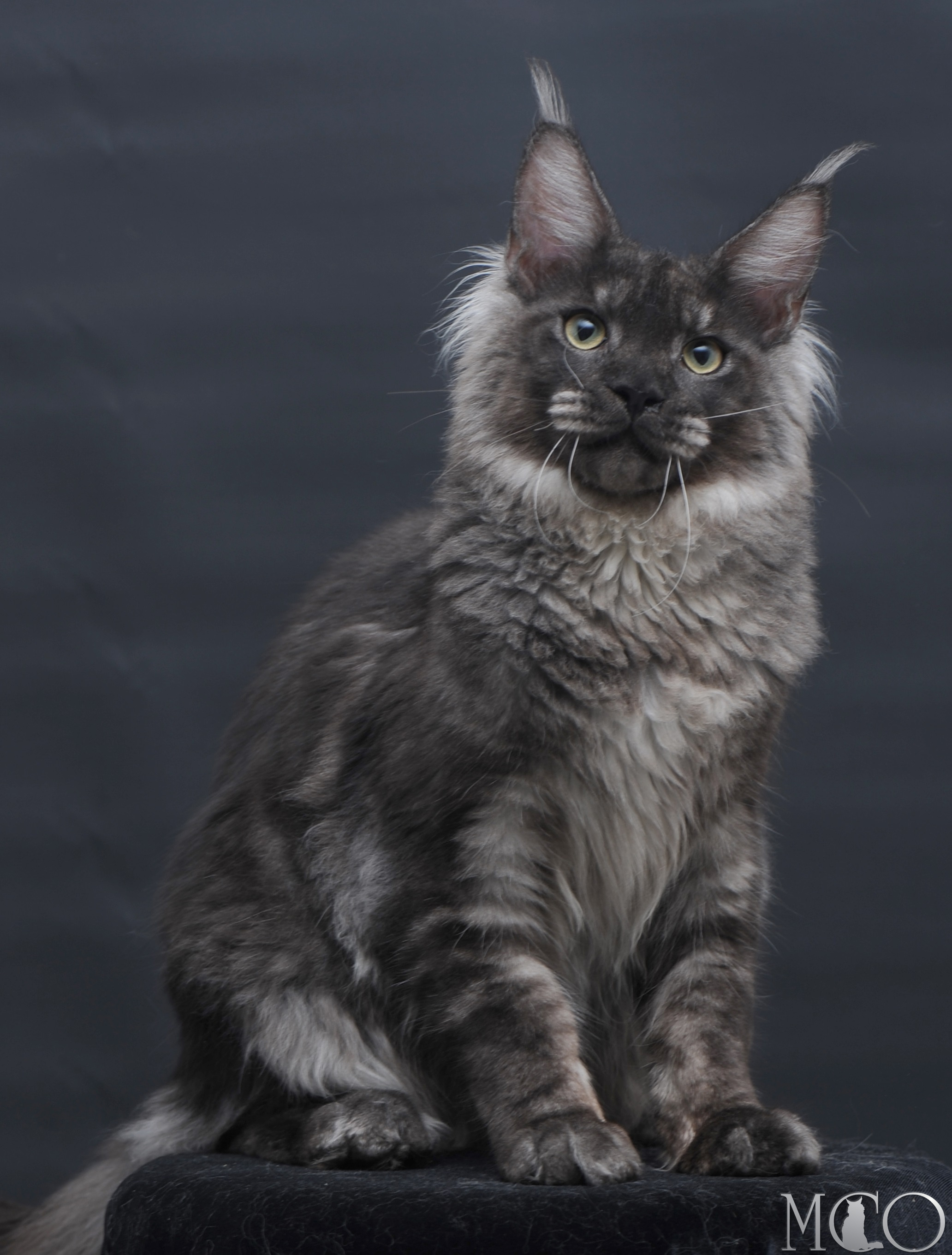 Купить котенка Мейн кун Casper, ns