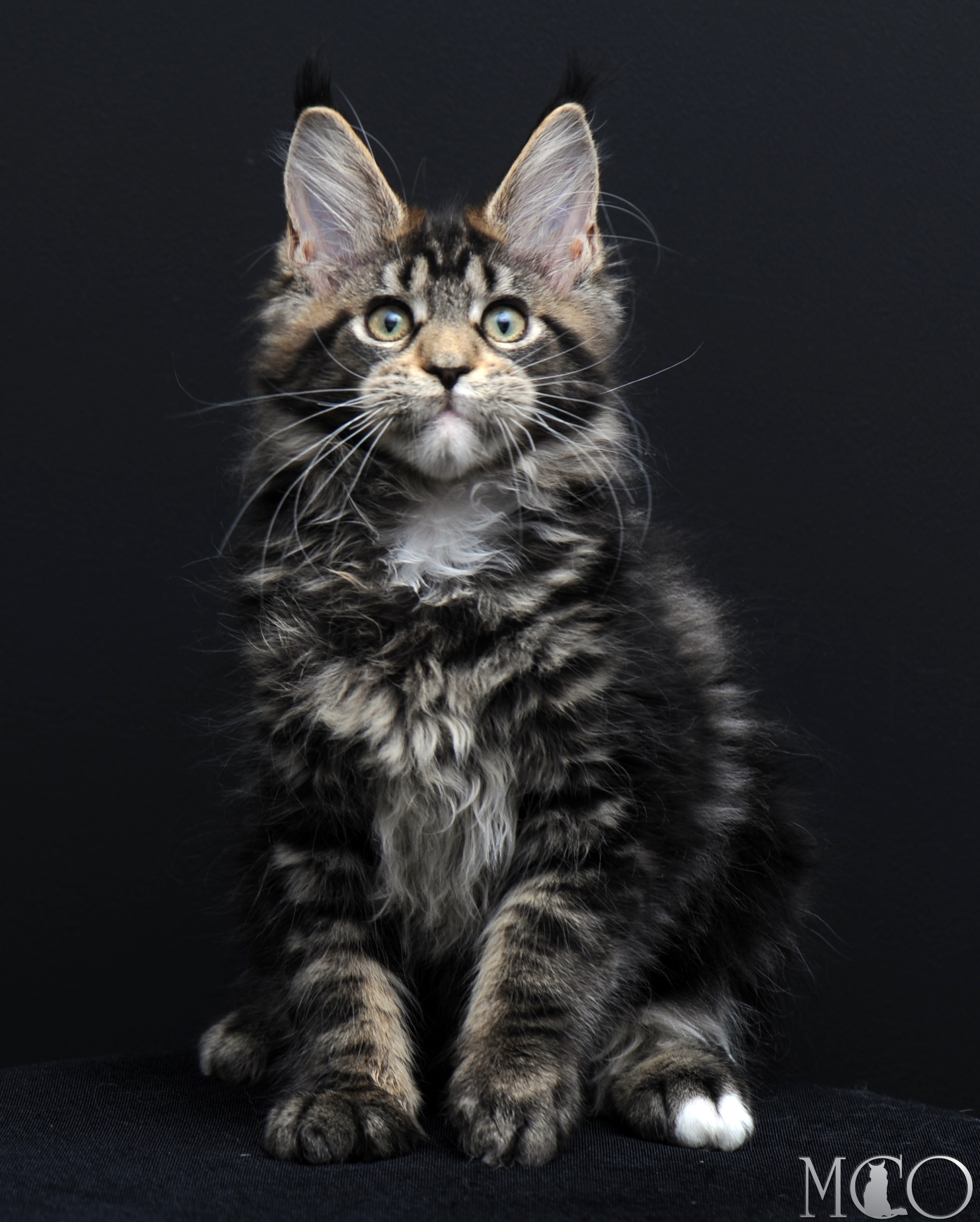 Купить котенка Мейн кун Babita, n 2209