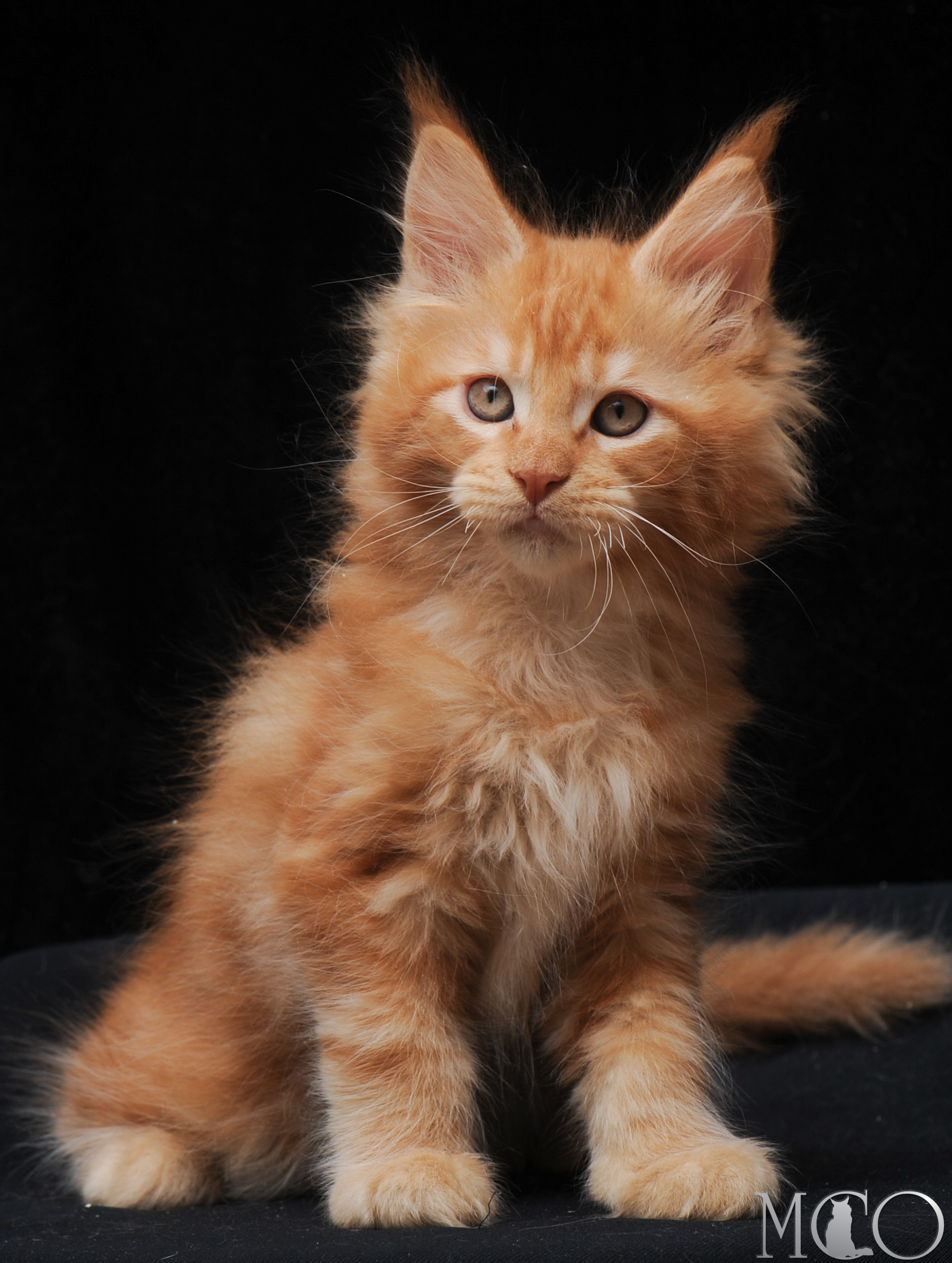 Купить котенка Мейн кун Elegant, d