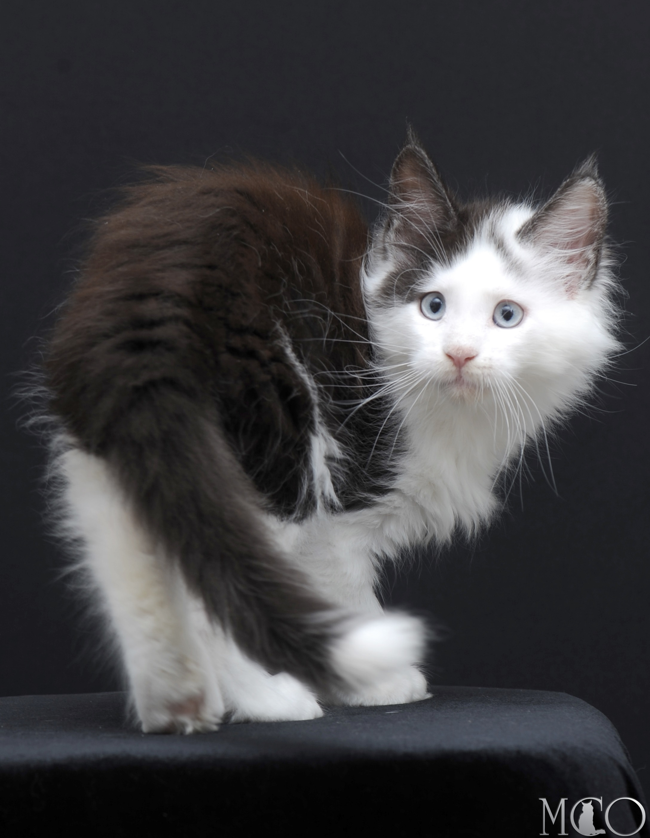 Купить котенка Мейн кун Wesley, ns 03 w61
