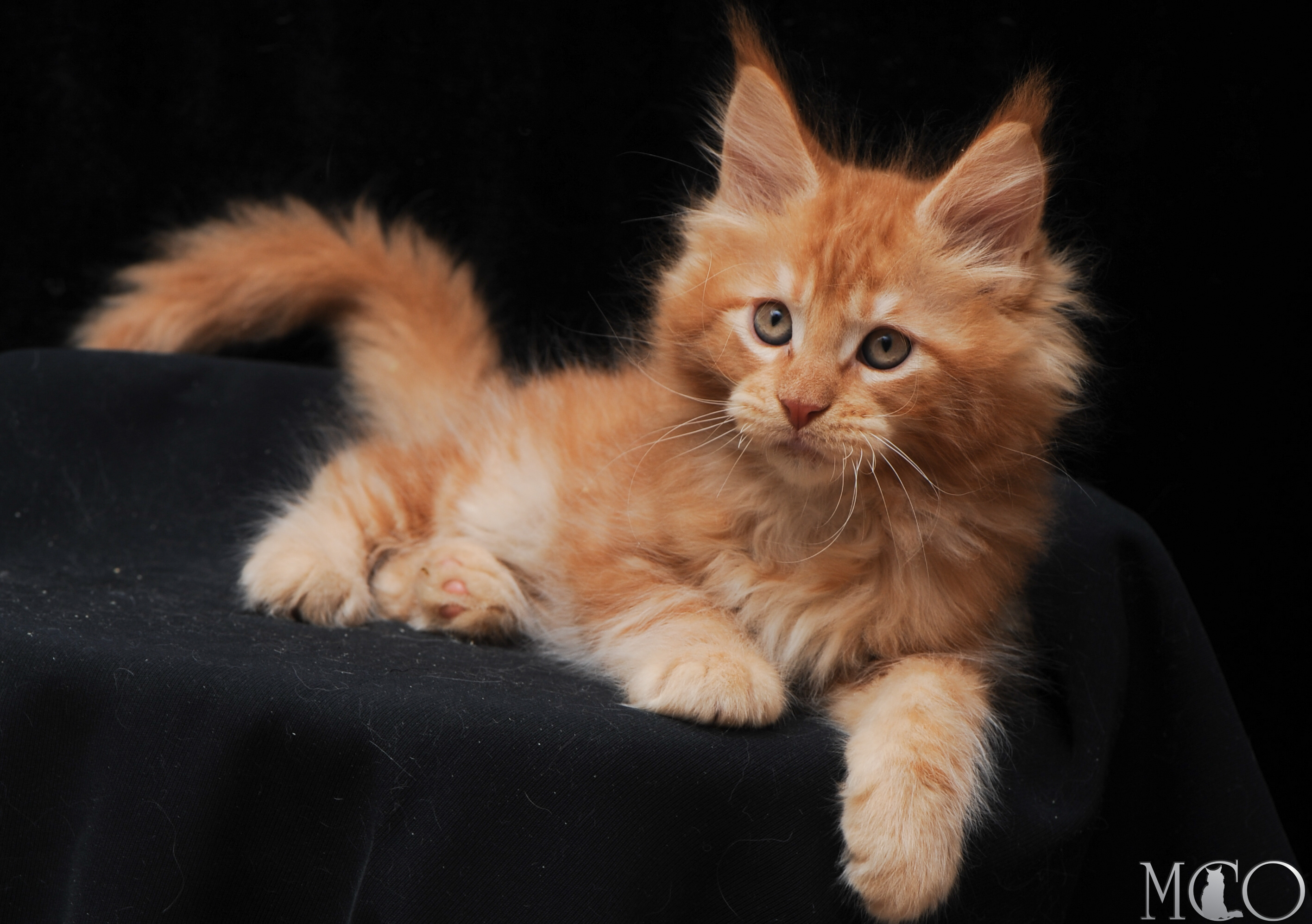 Купить котенка Мейн кун Elegant, d