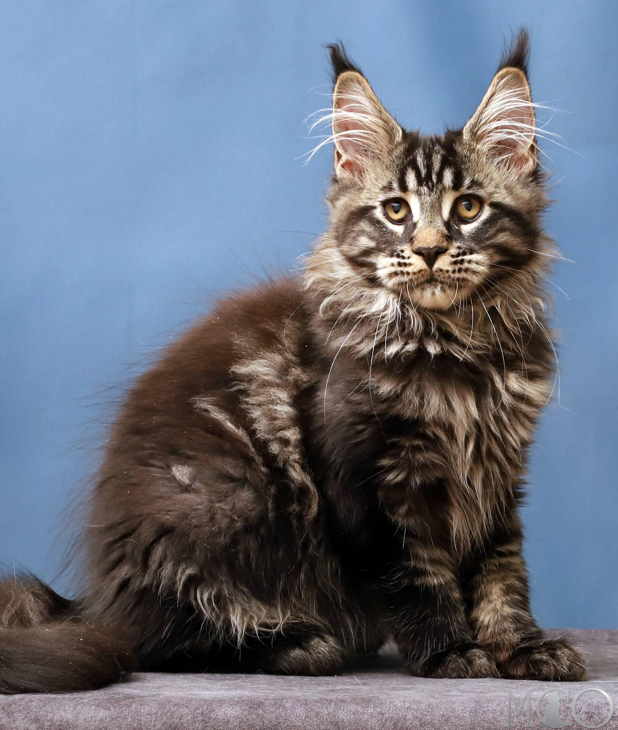 Купить котенка Мейн кун Chara, n 22