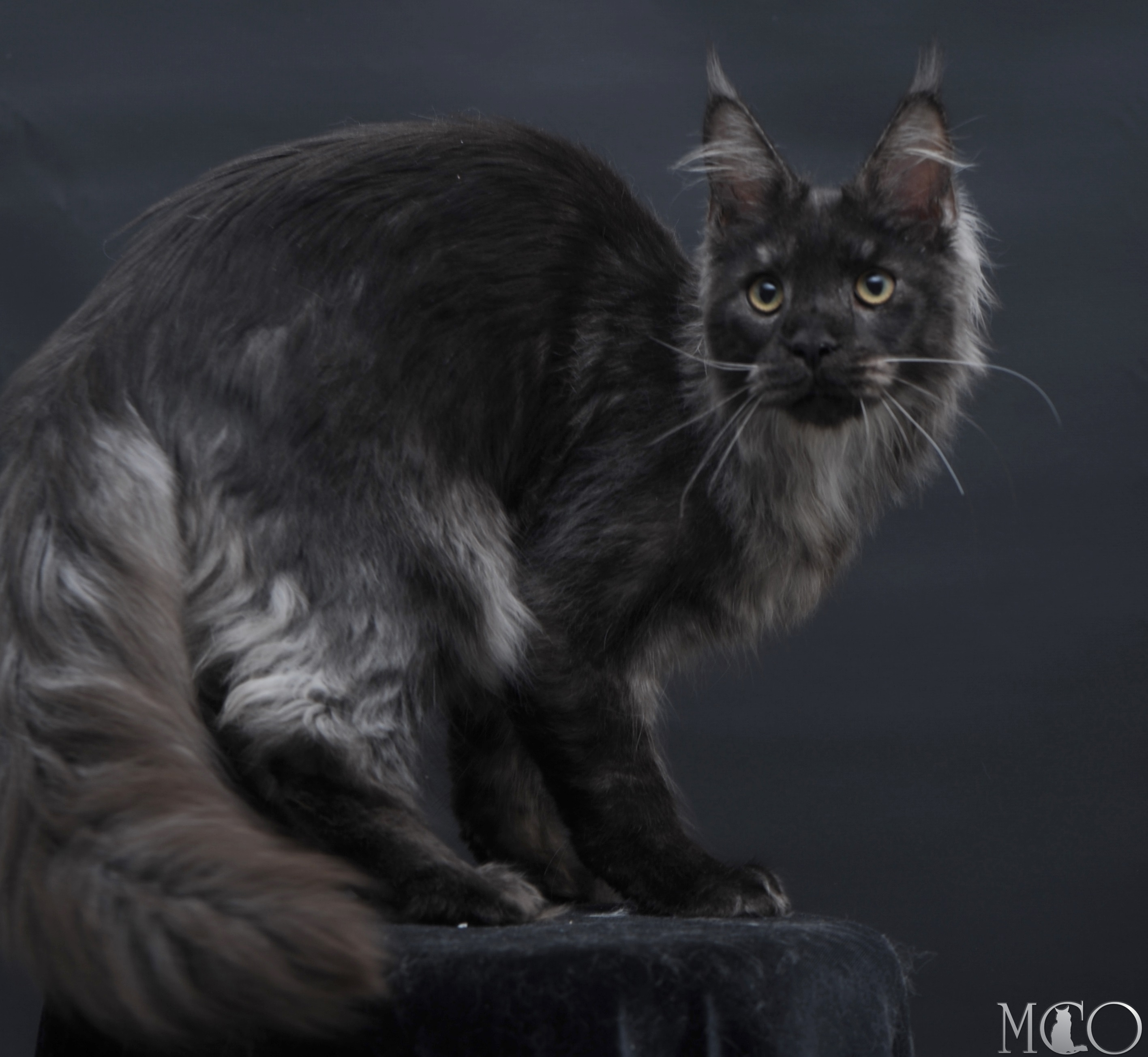 Купить котенка Мейн кун Diamond, ns