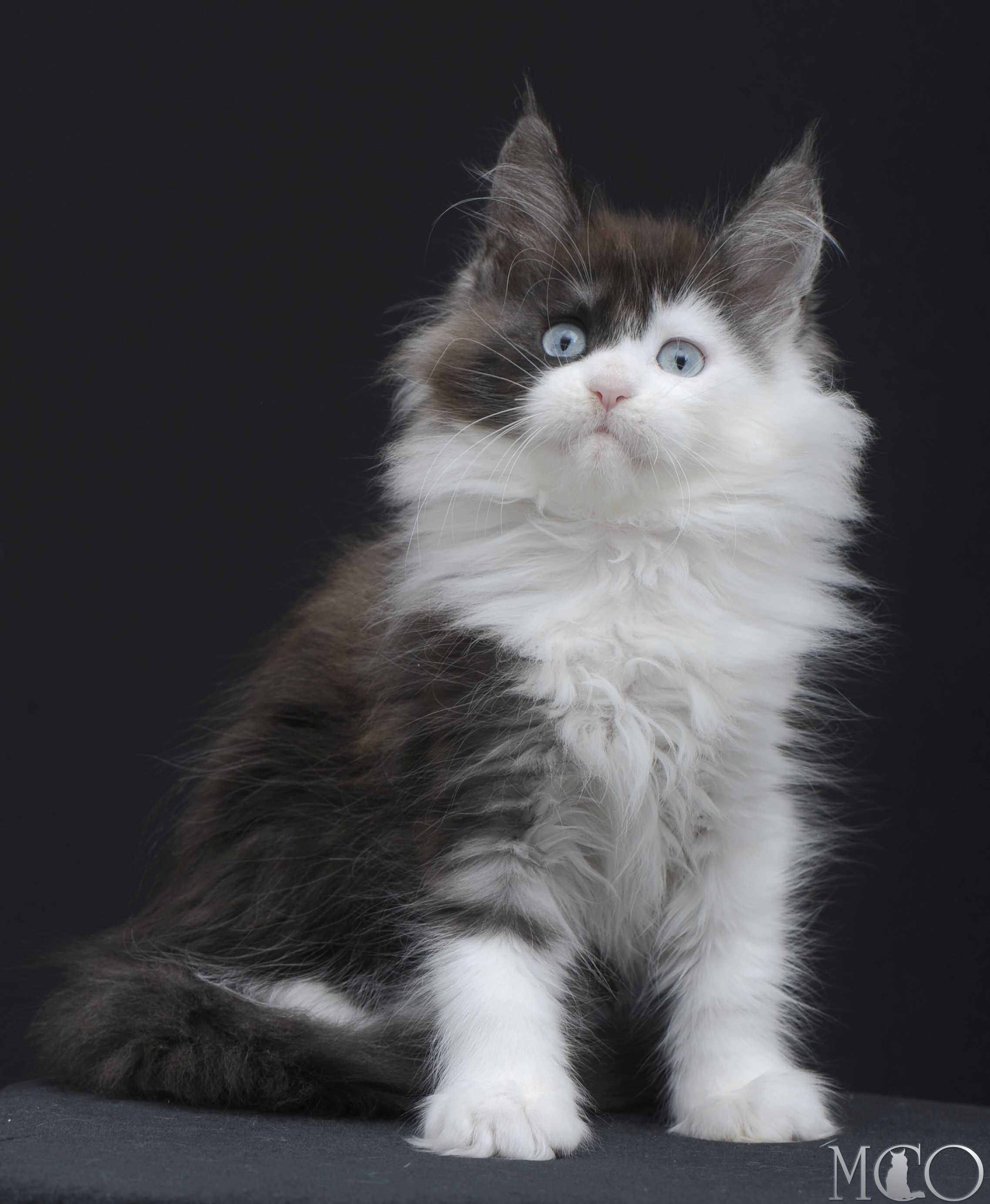 Купить котенка Мейн кун Wonder, ns 03 w61