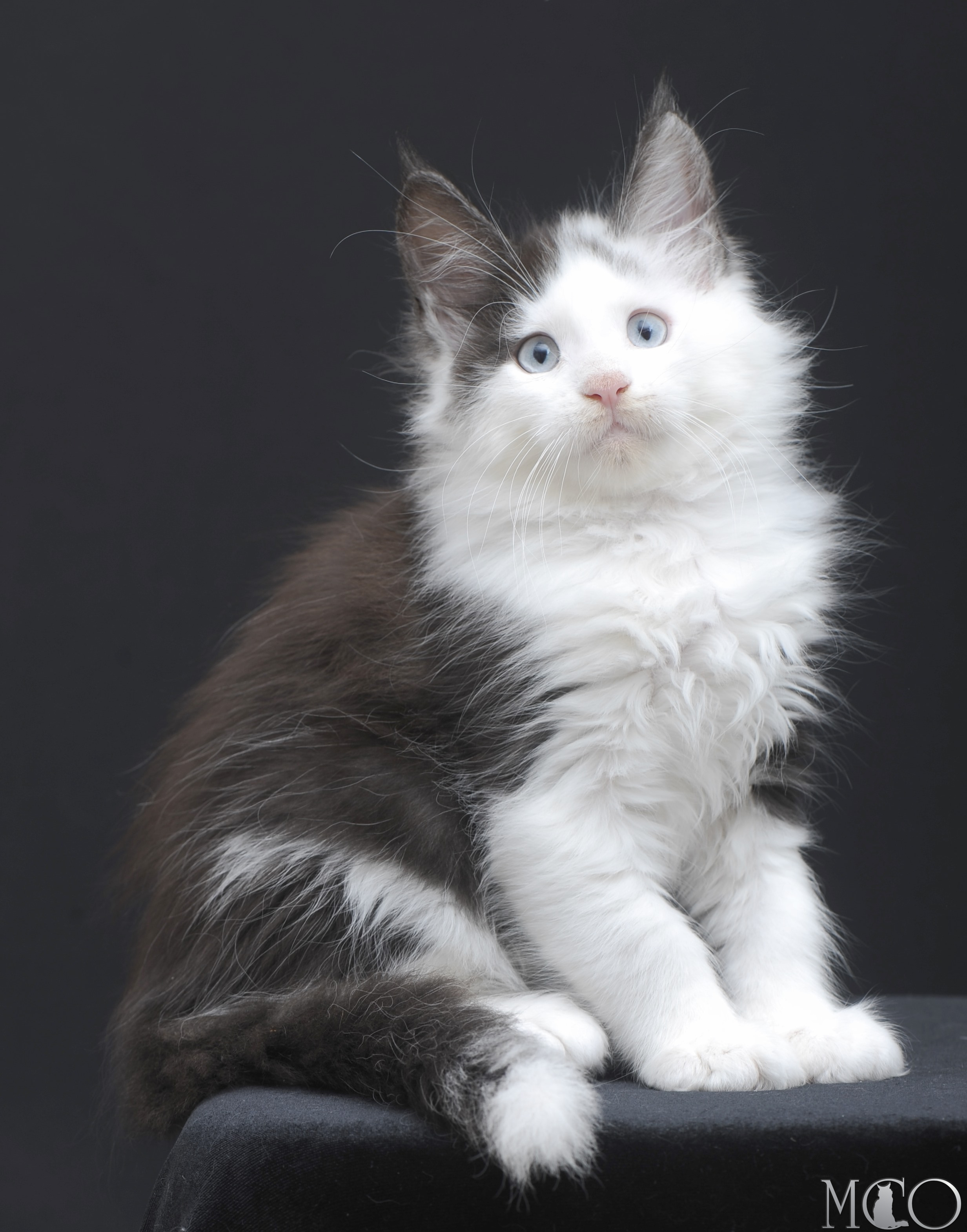 Купить котенка Мейн кун Wesley, ns 03 w61