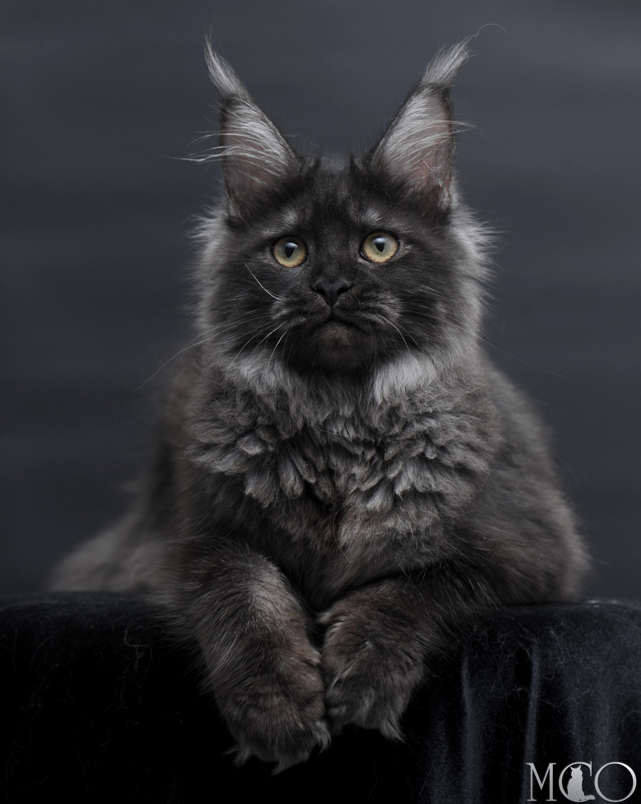 Купить котенка Мейн кун Fantazia, ns