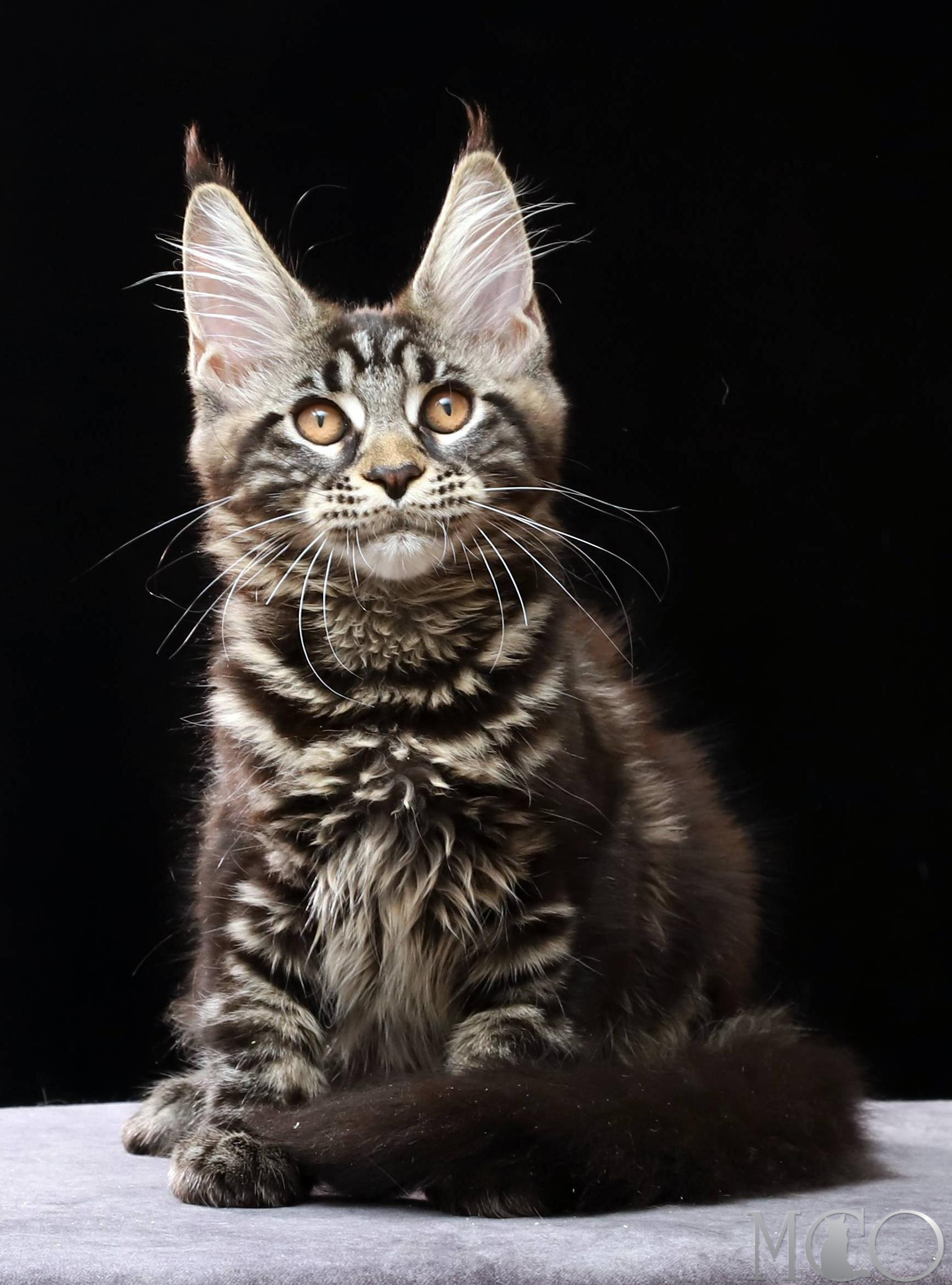 Купить котенка Мейн кун Clementina, n 22