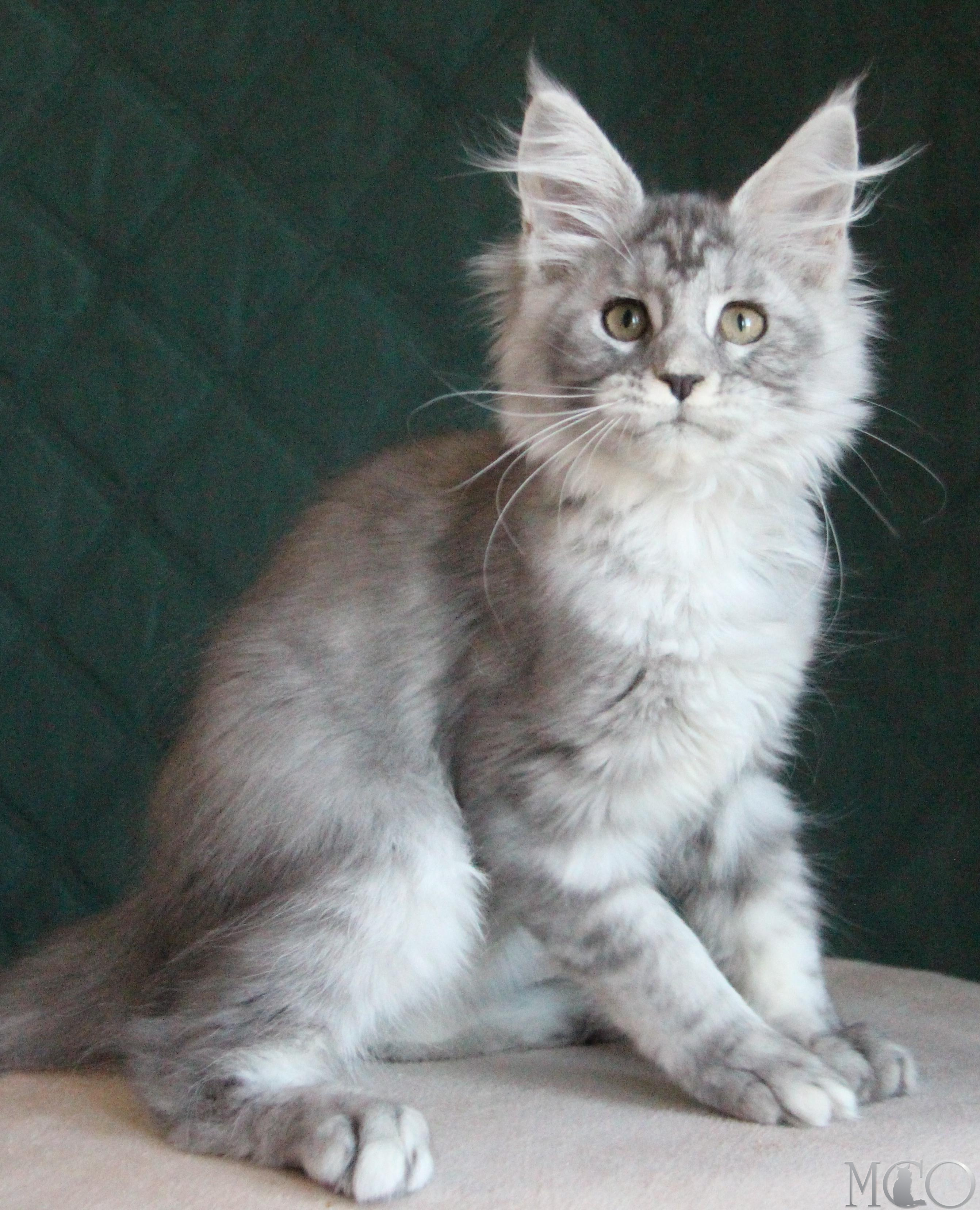 Купить котенка Мейн кун Clea, as 22