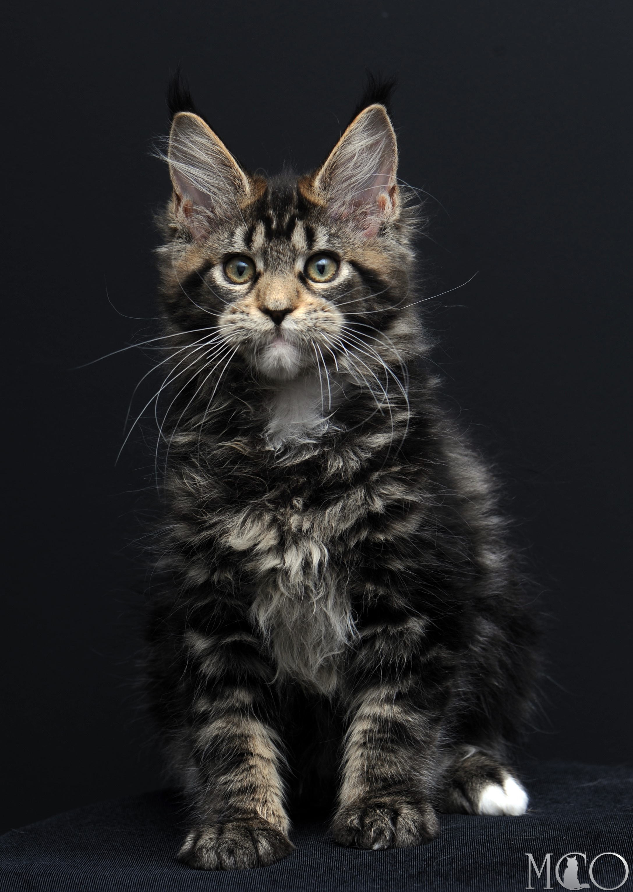 Купить котенка Мейн кун Babita, n 2209