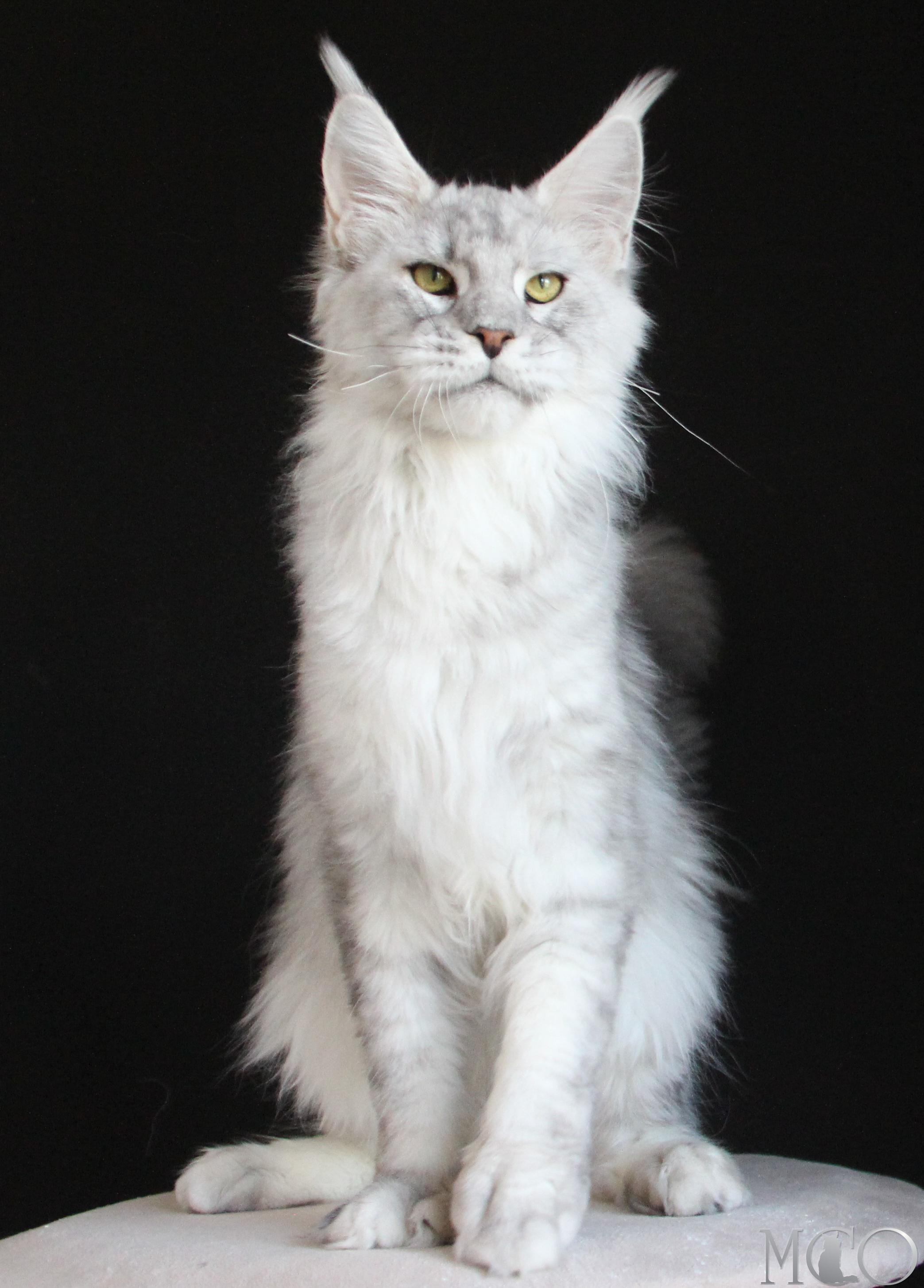 Купить котенка Мейн кун Glamour, ns 22 pale silver