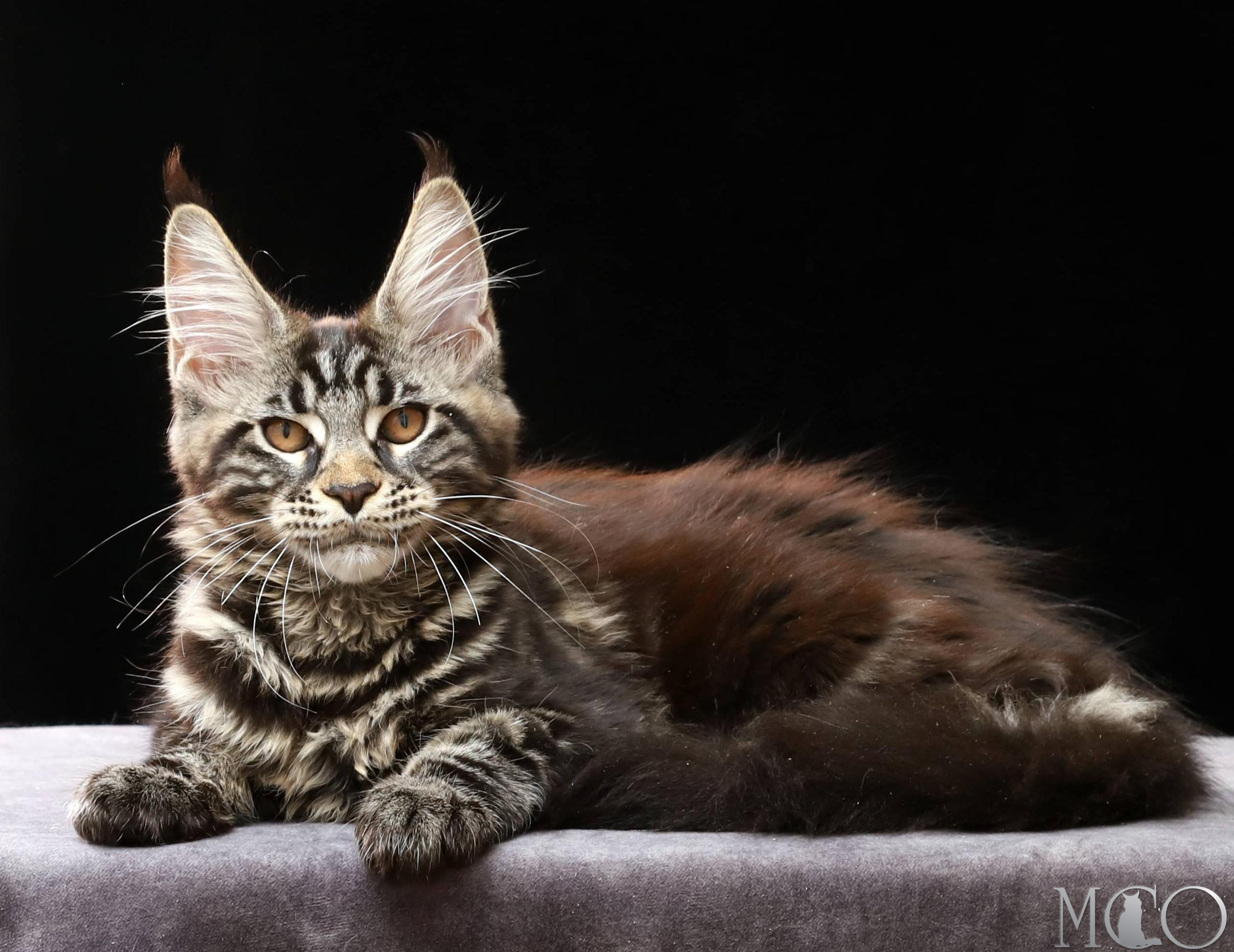 Купить котенка Мейн кун Clementina, n 22