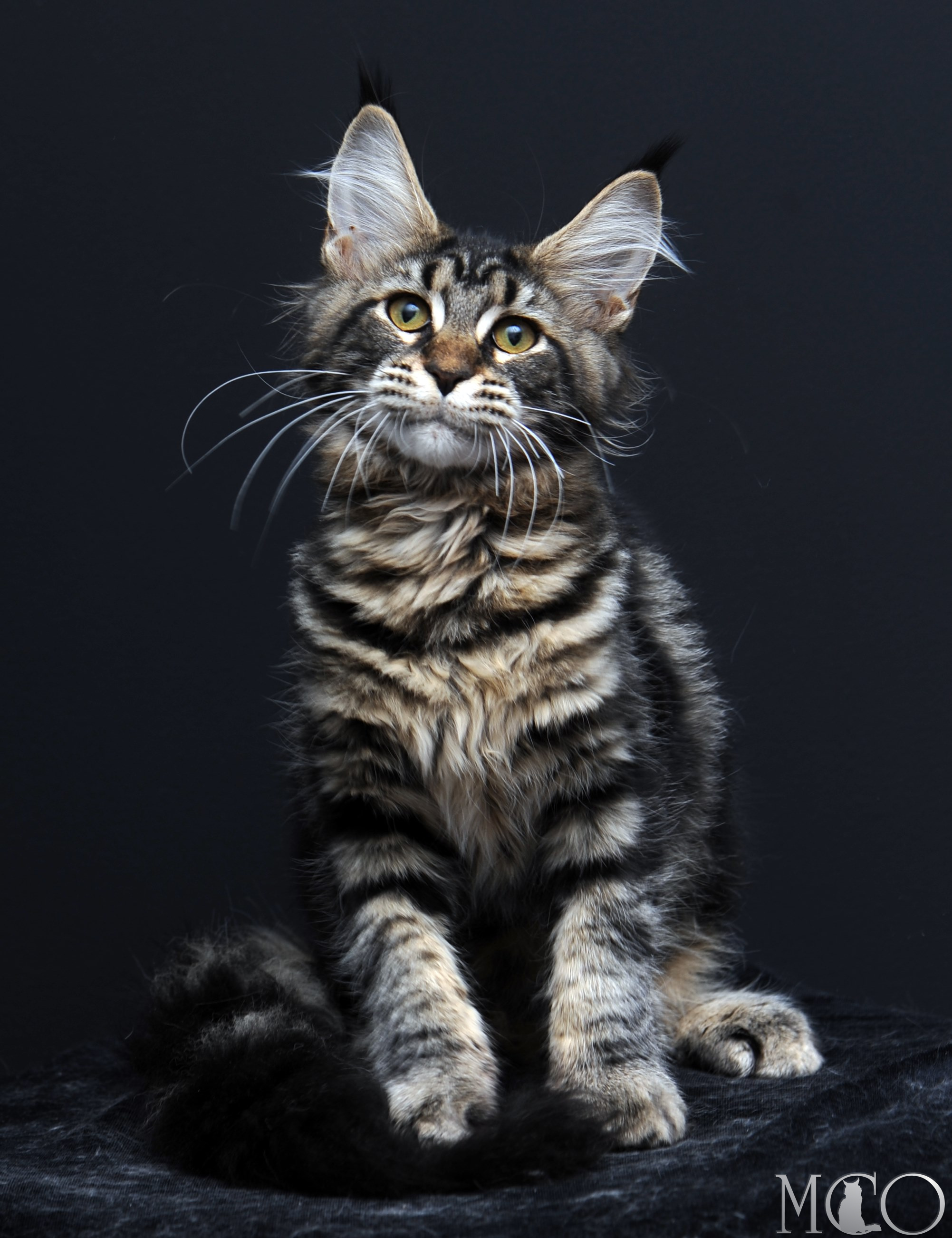Купить котенка Мейн кун Sakura, n22