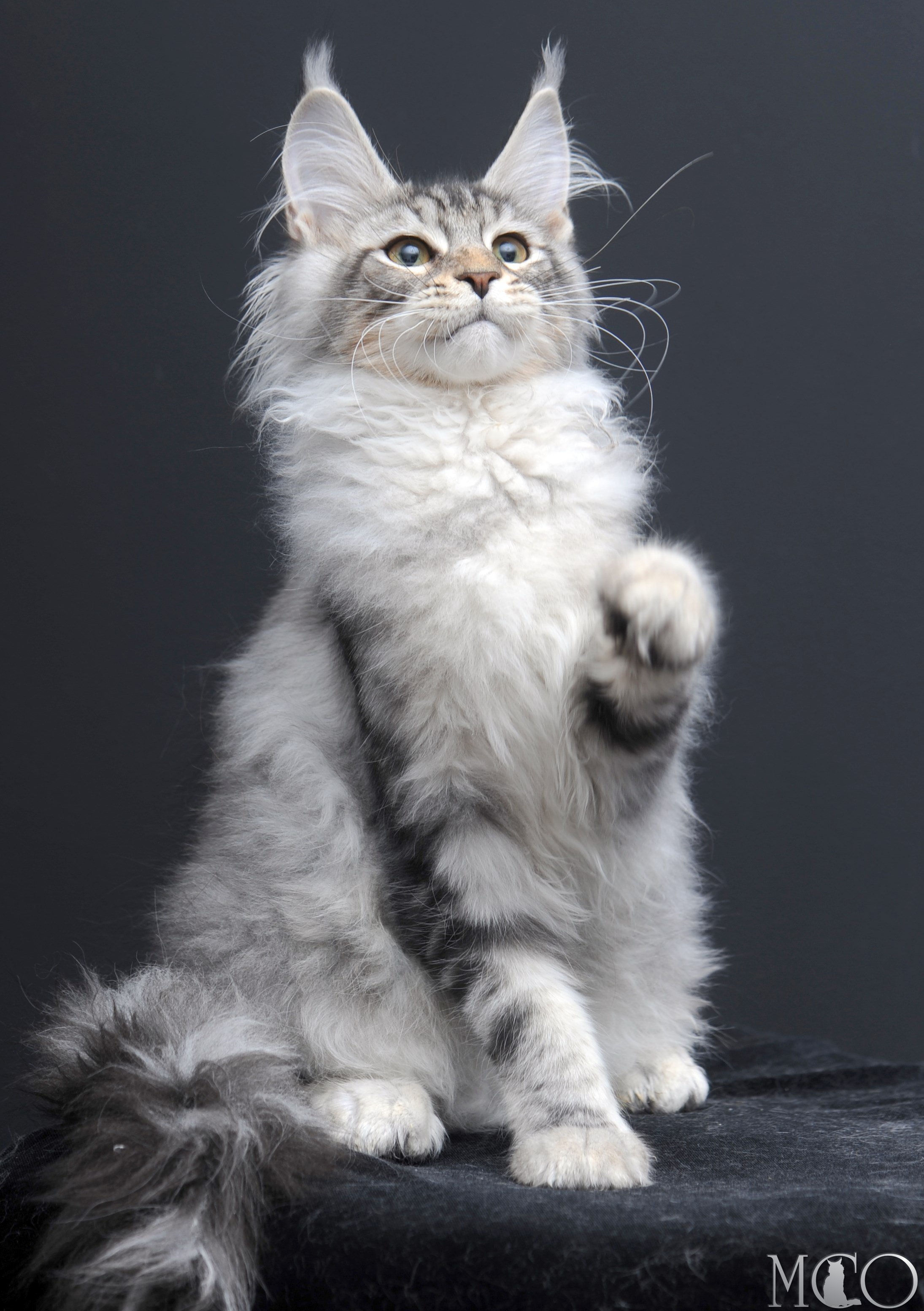 Купить котенка Мейн кун Selevester, ns22