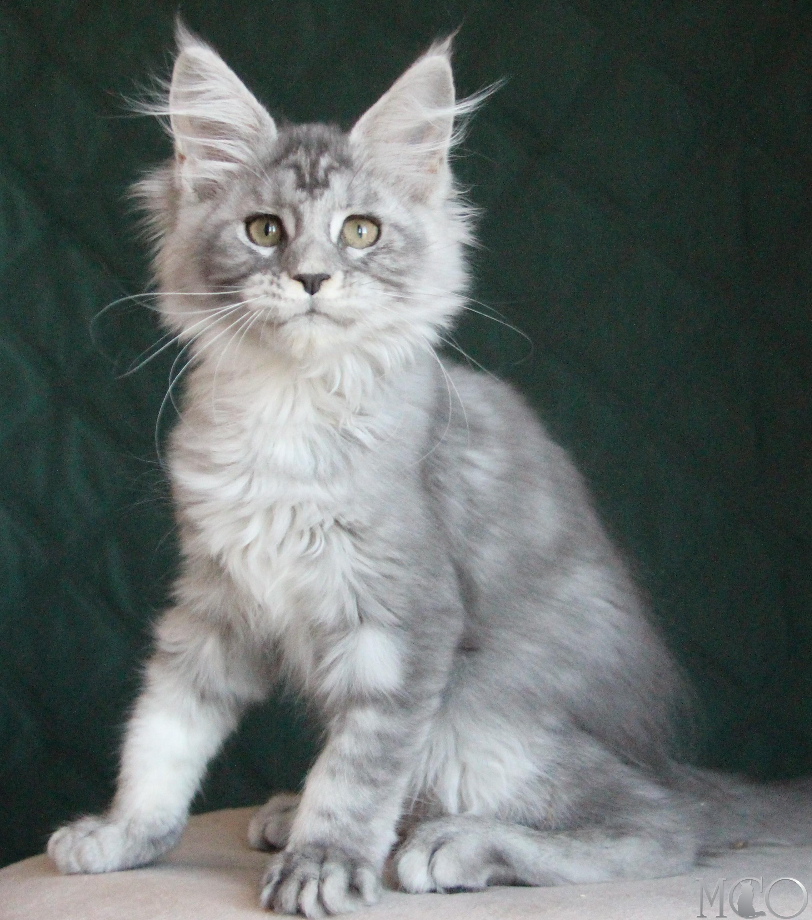 Купить котенка Мейн кун Clea, as 22