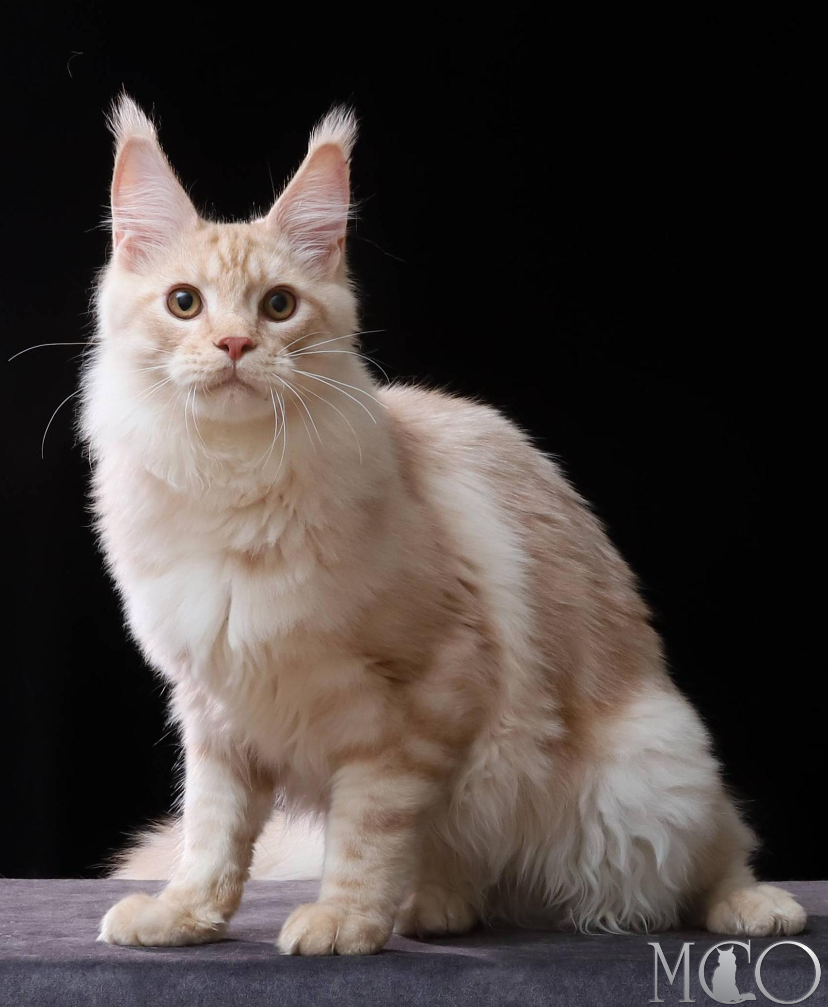 Купить котенка Мейн кун Quiller, es 22
