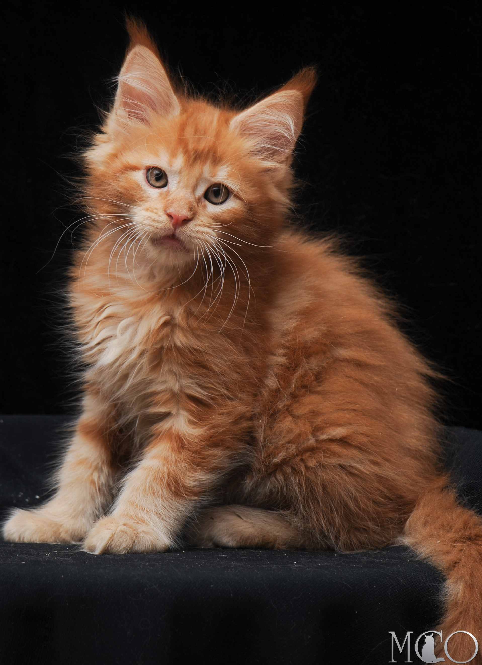 Купить котенка Мейн кун Edvard, d