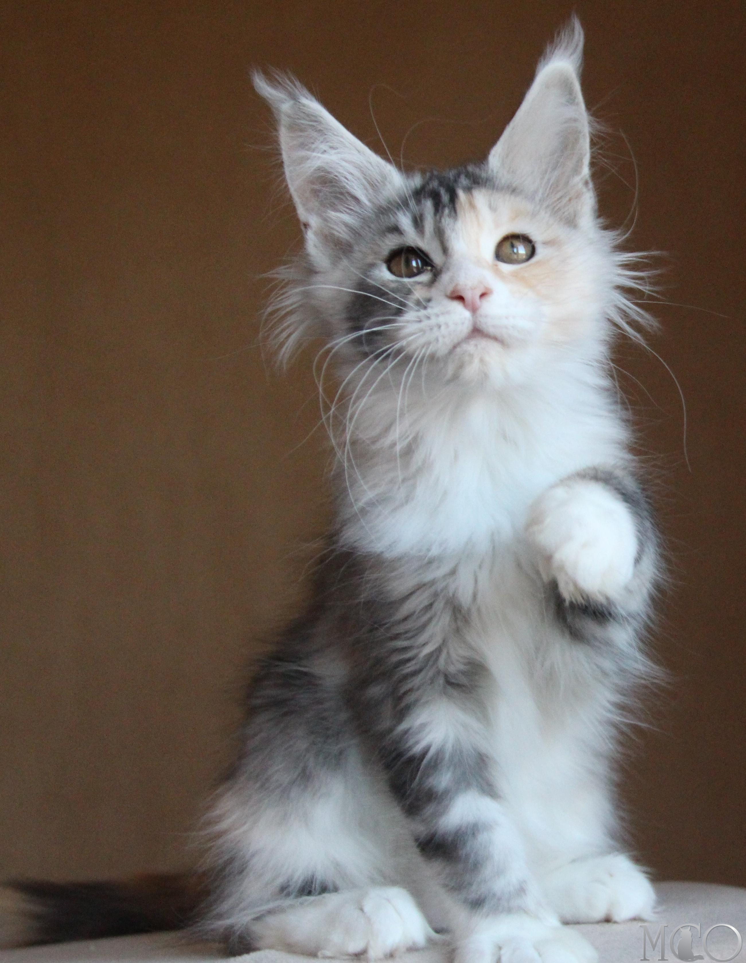 Купить котенка Мейн кун Coquette, fs 22 09
