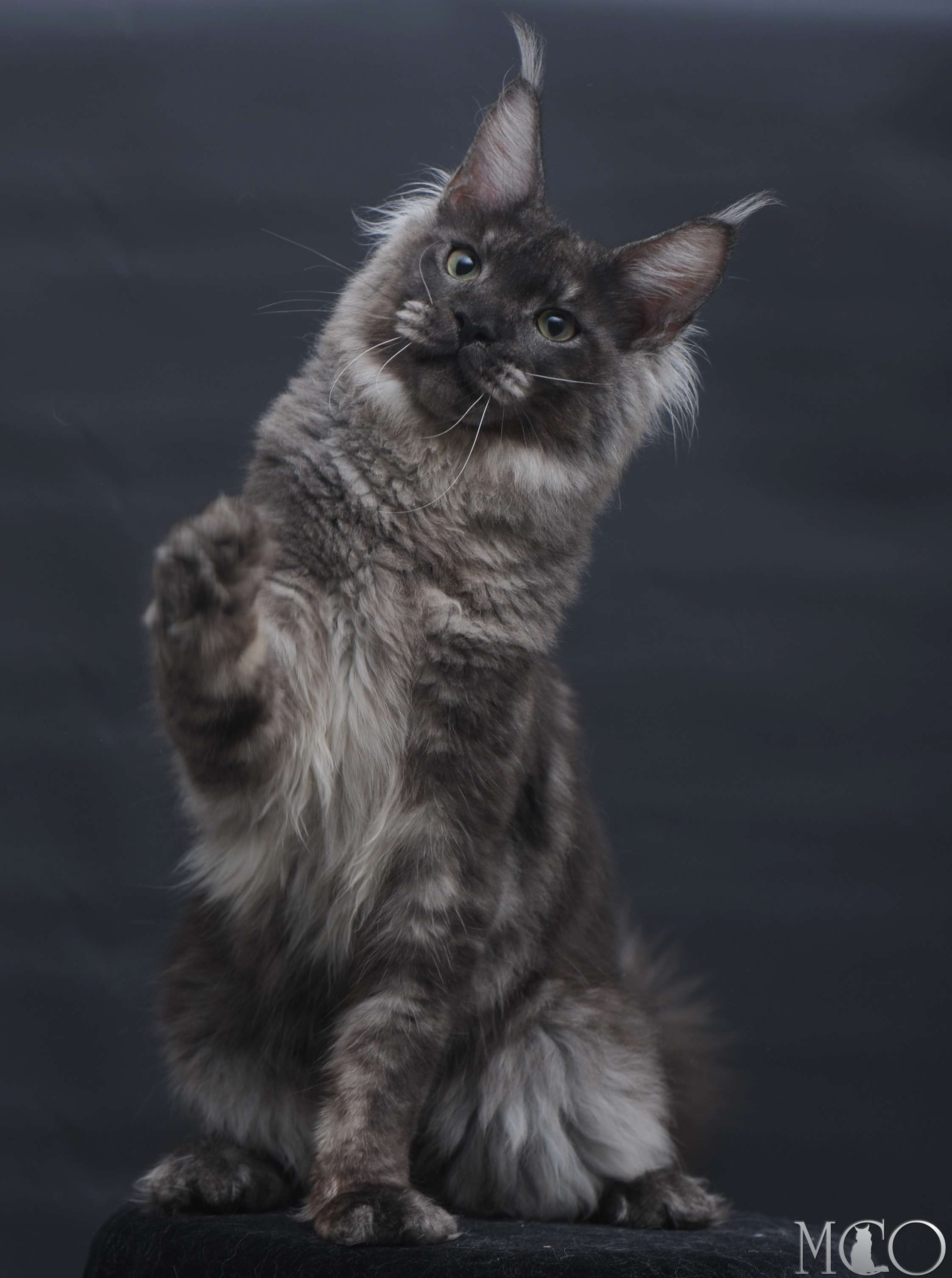 Купить котенка Мейн кун Casper, ns