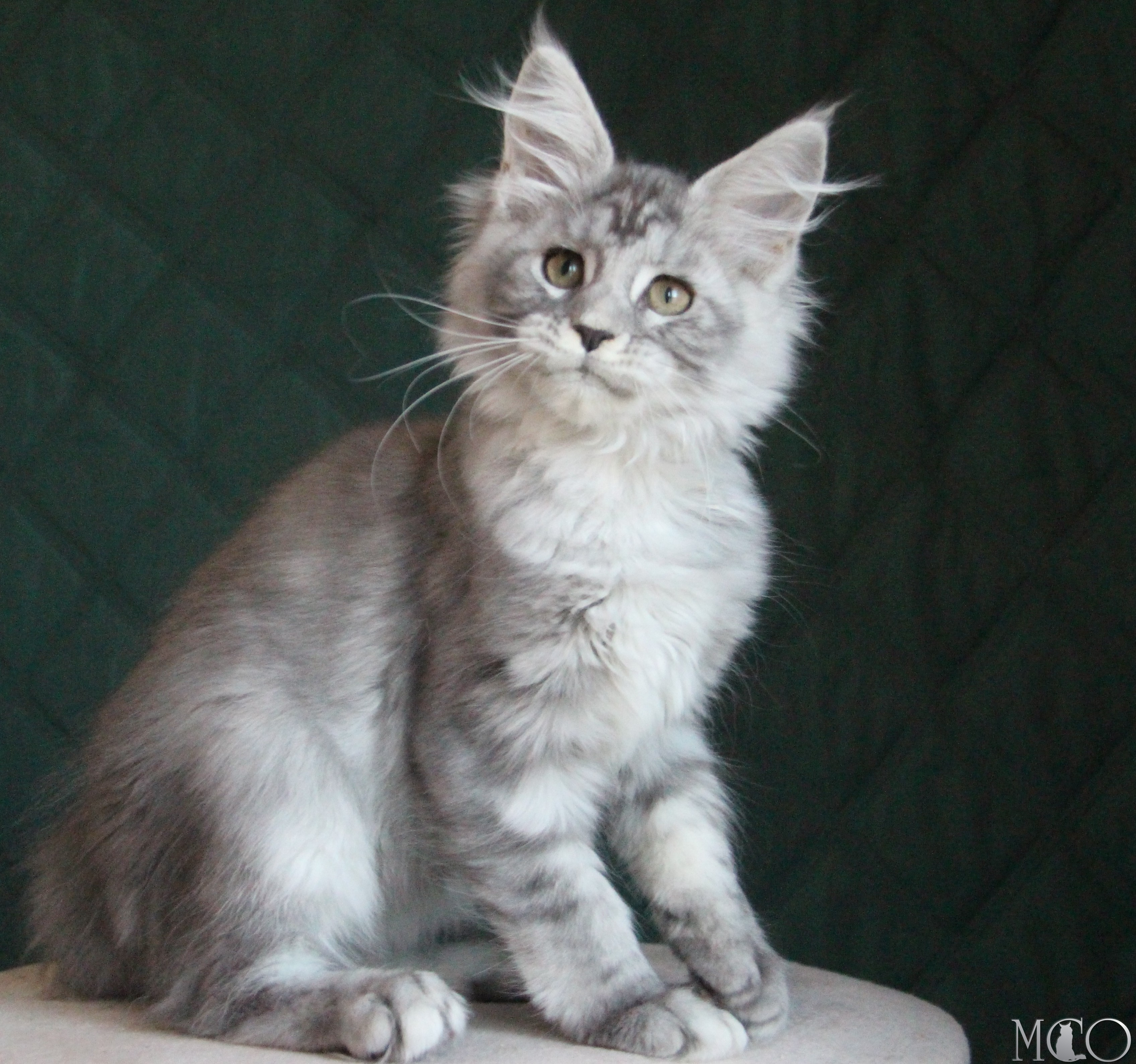 Купить котенка Мейн кун Clea, as 22