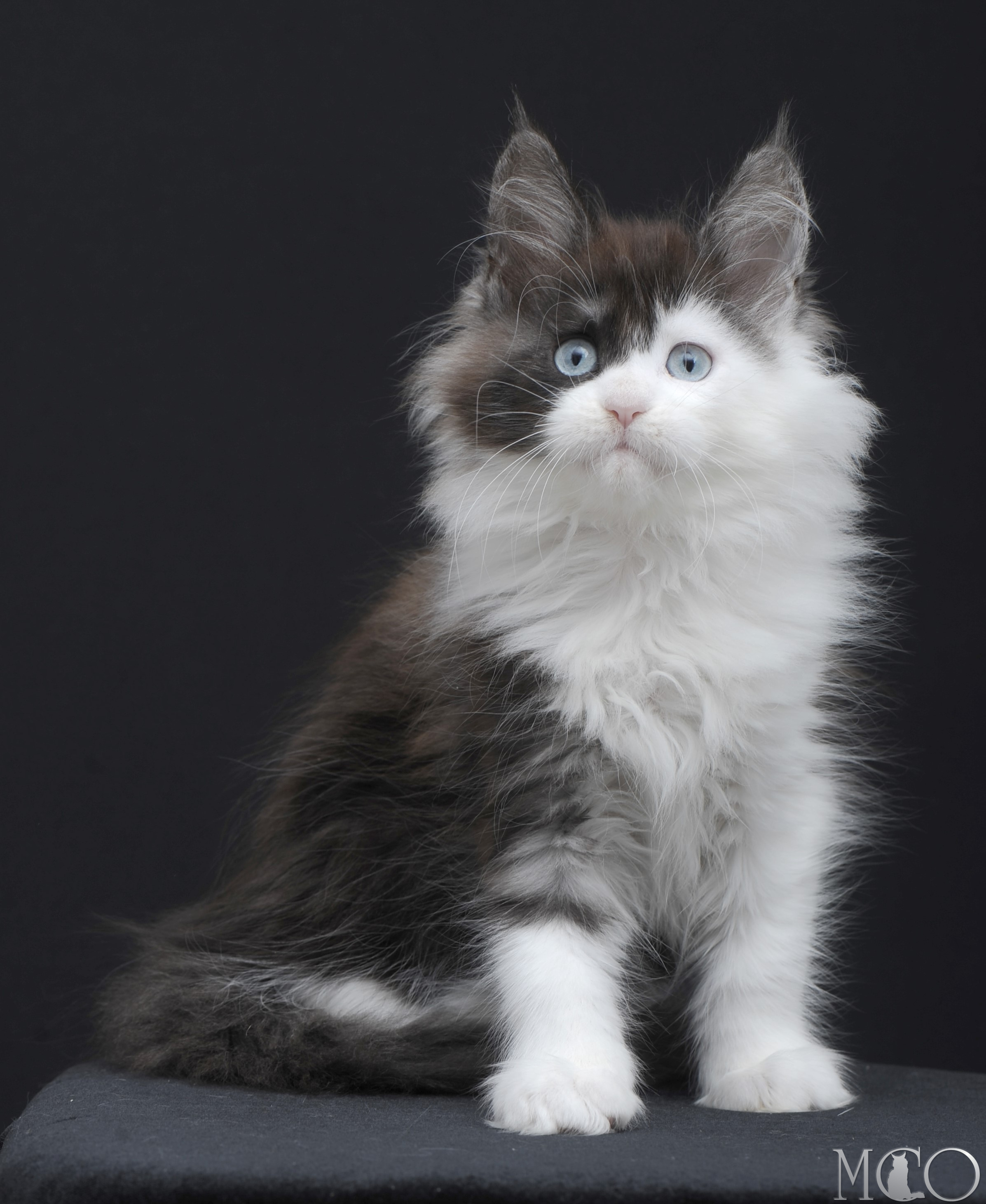Купить котенка Мейн кун Wonder, ns 03 w61