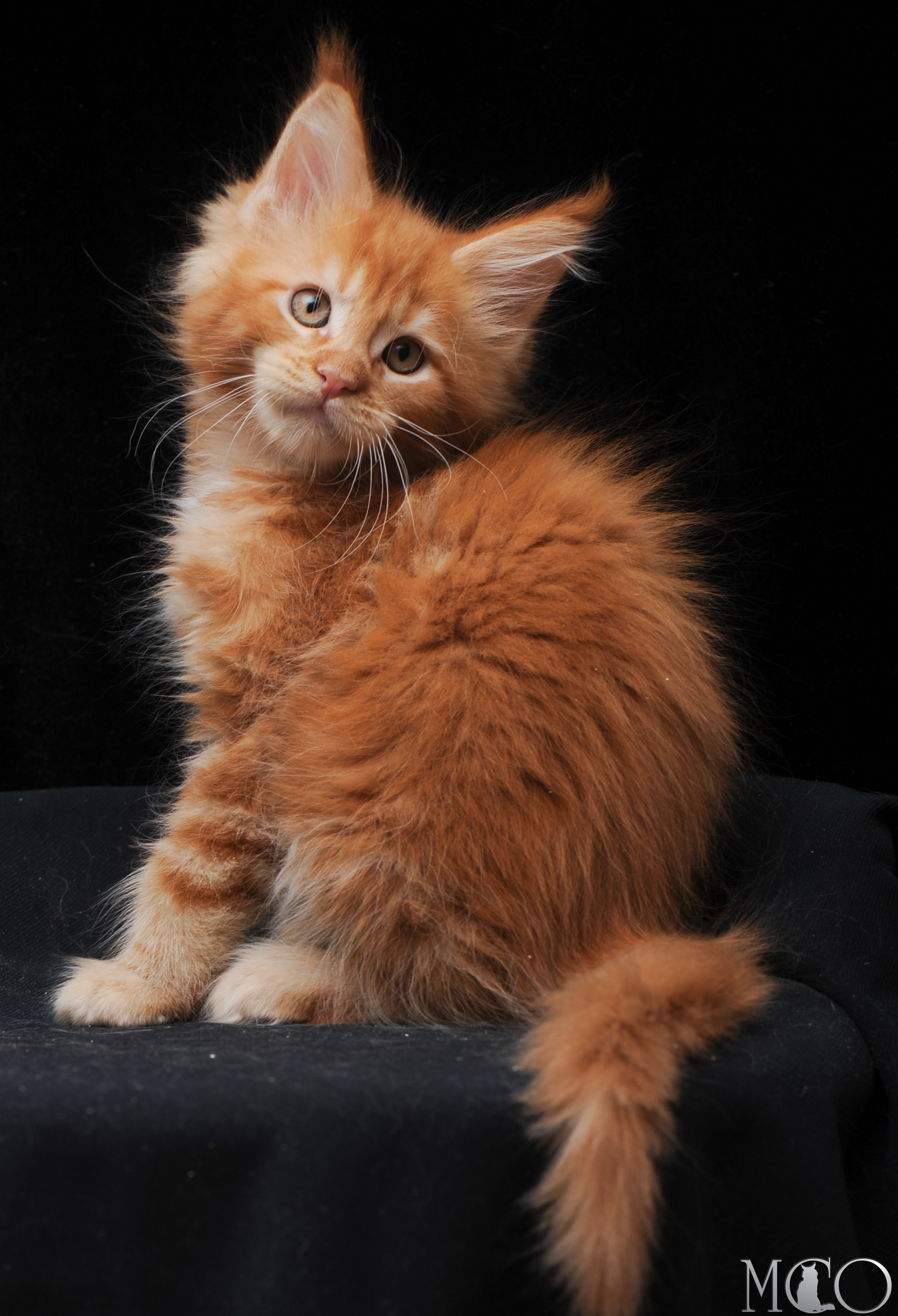 Купить котенка Мейн кун Eddy, d