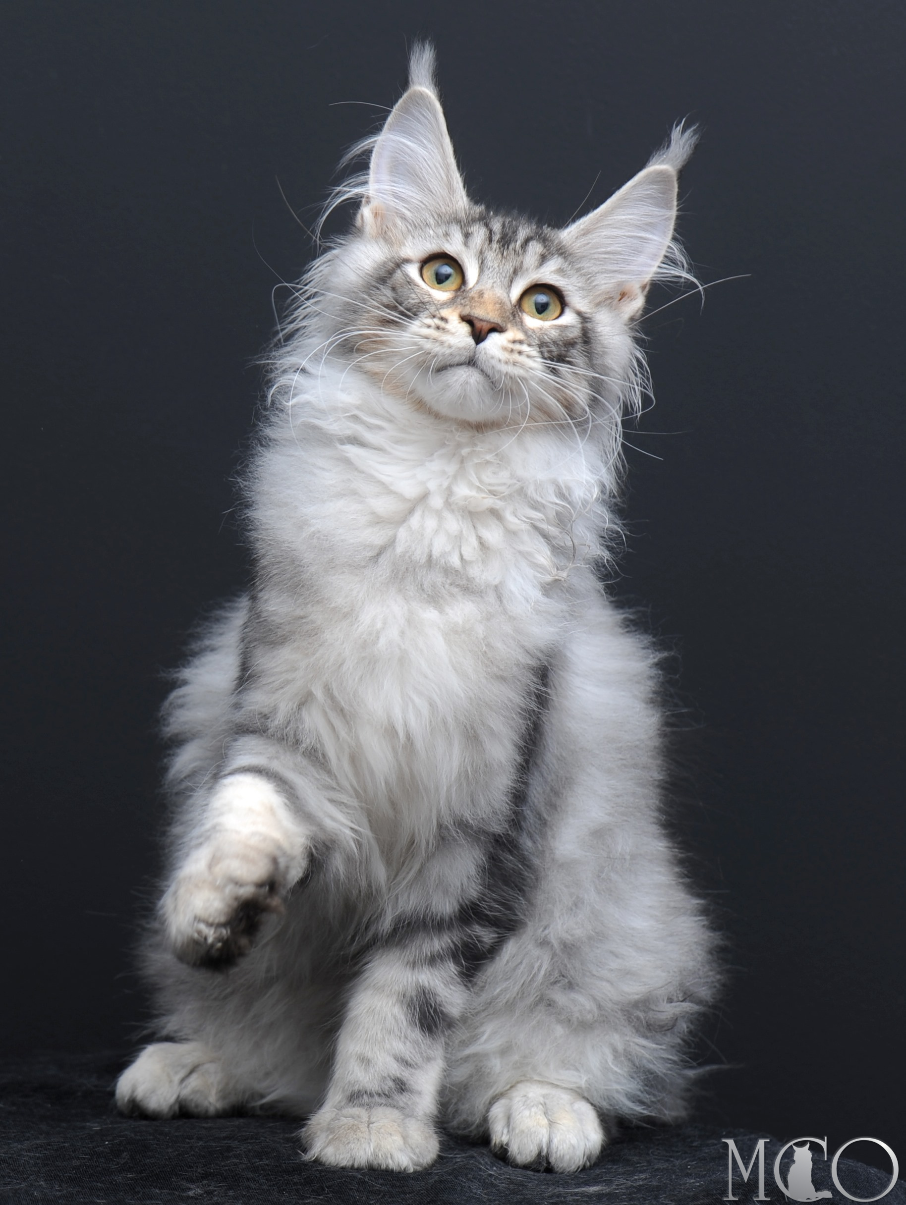 Купить котенка Мейн кун Selevester, ns22