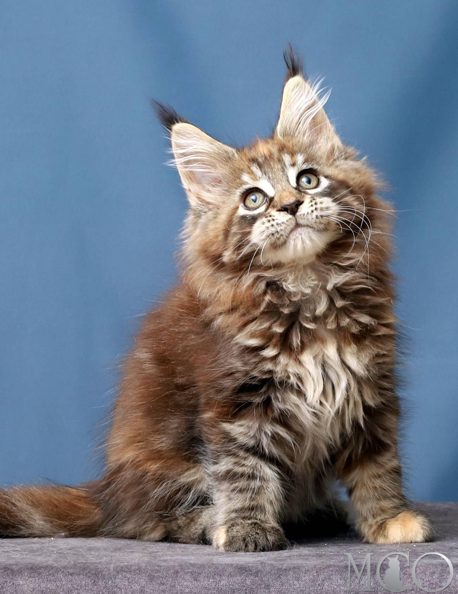 Купить котенка Мейн кун Hanna, f 22