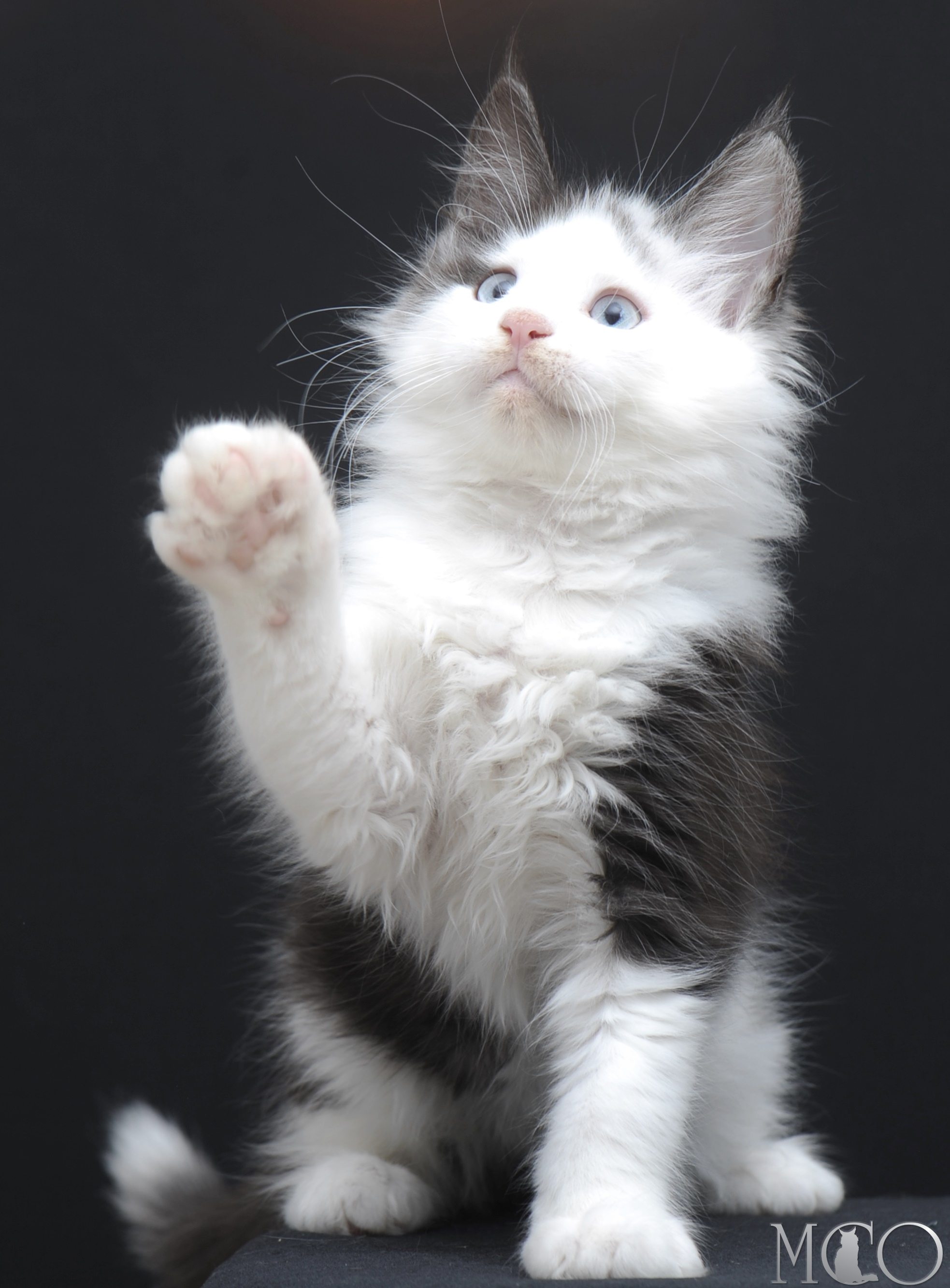 Купить котенка Мейн кун Wesley, ns 03 w61